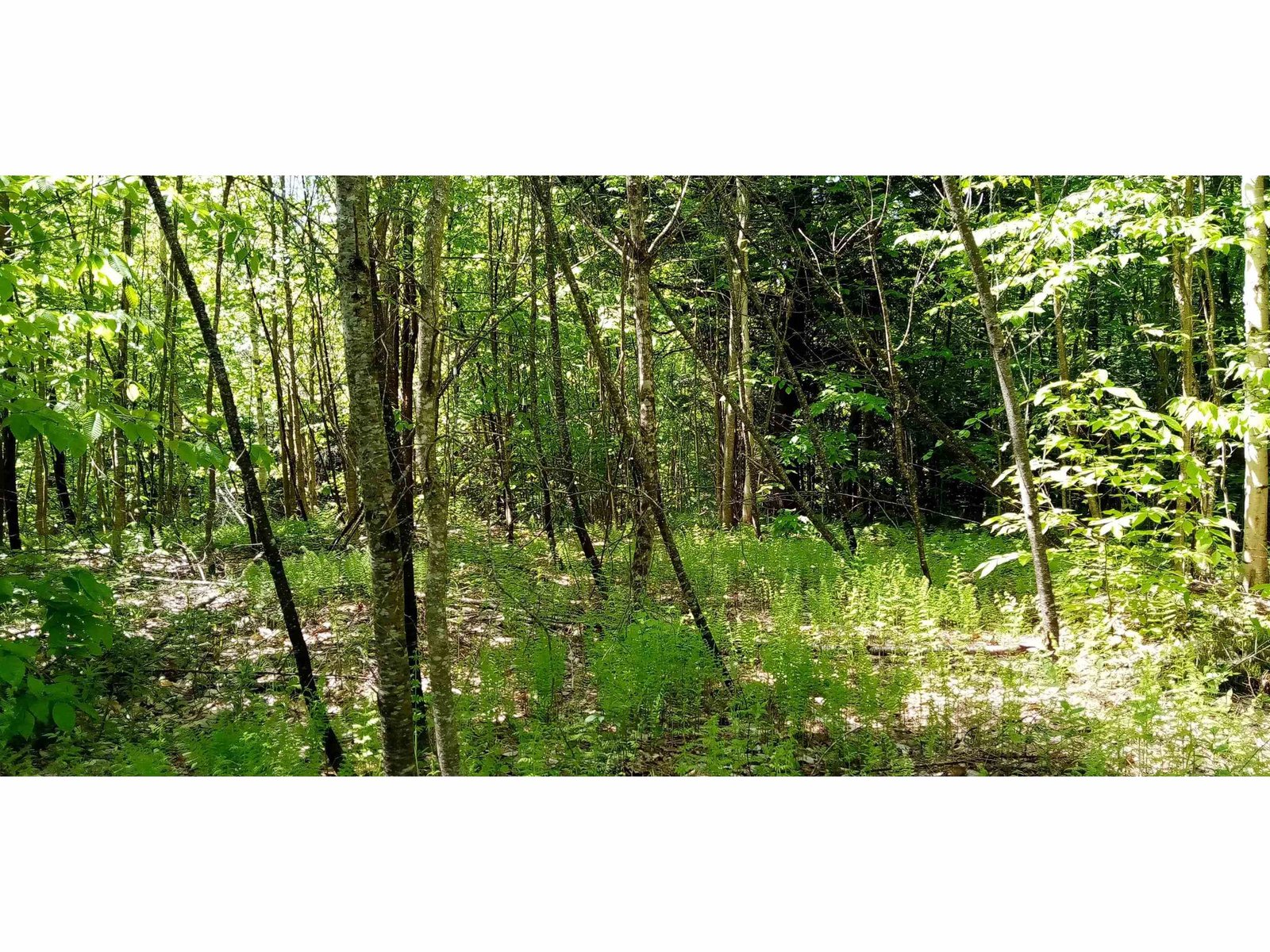 along road frontage 2