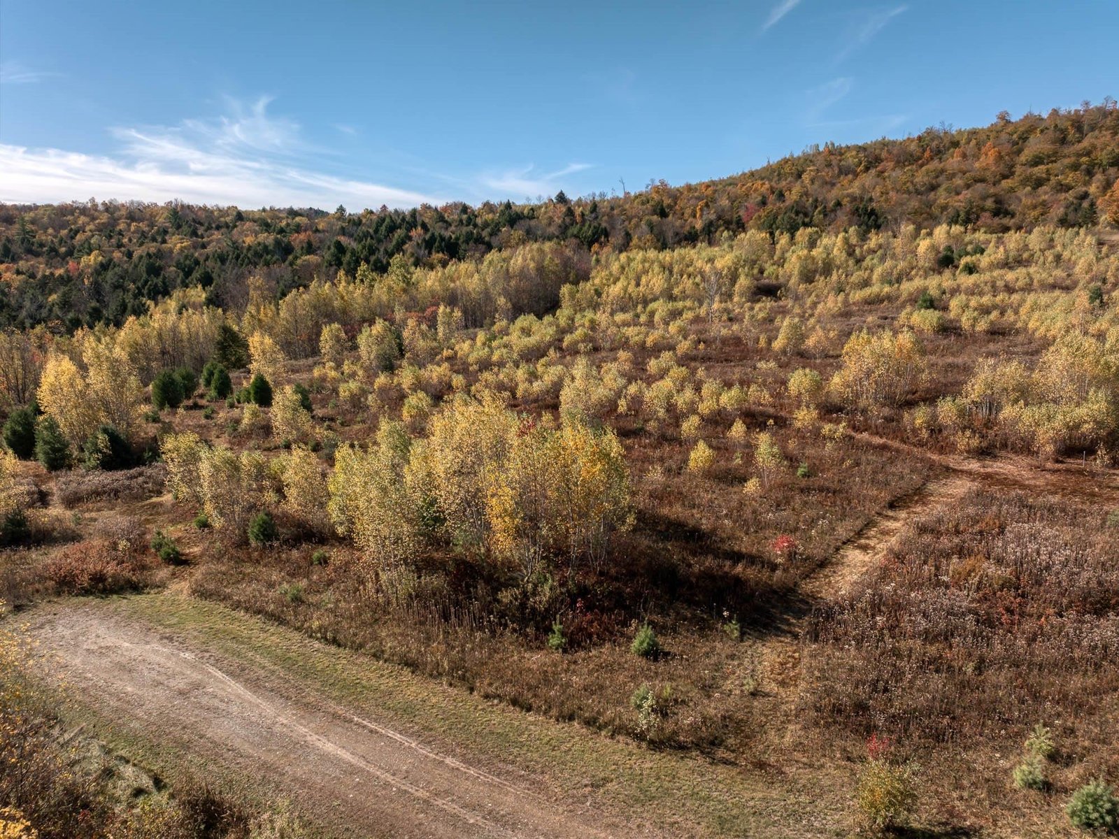 00 Birch Tree Lane