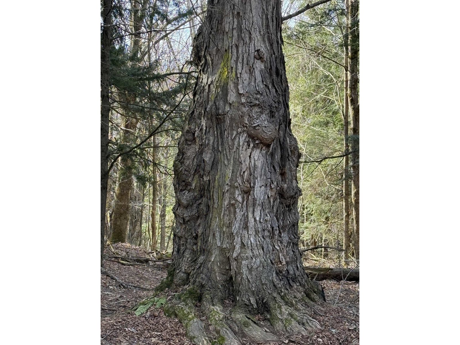 AN AMAZING SUGAR MAPLE ON PROPERTY