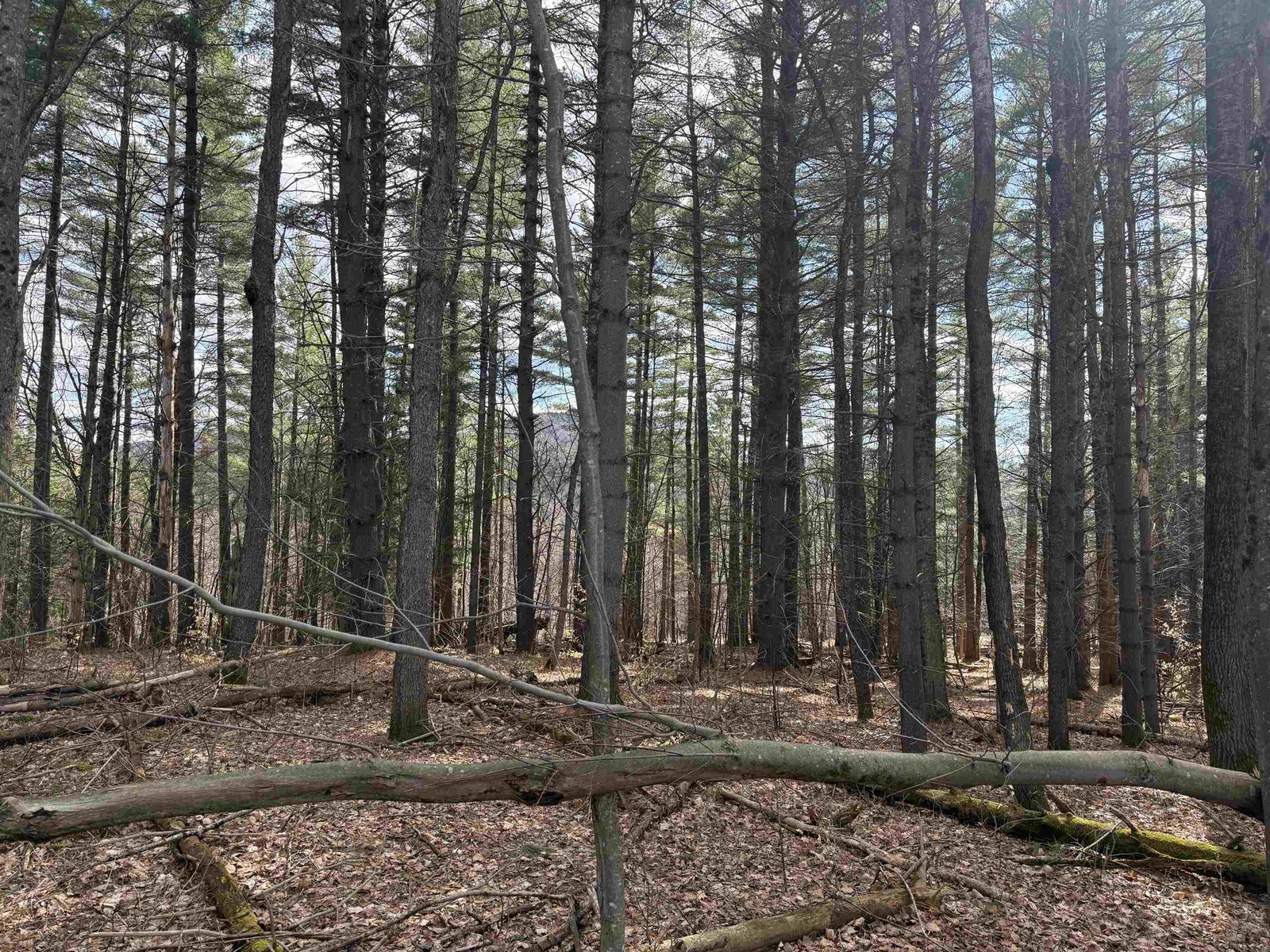 A FOREST FULL OF TALL WHITE PINES