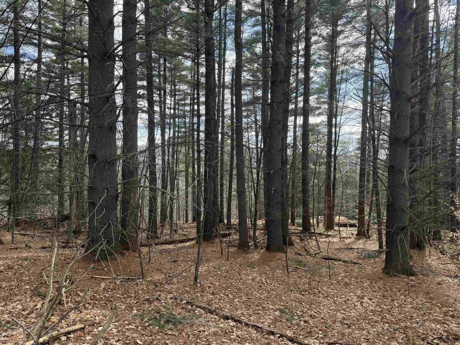 WHITE PINES STANDING TALL
