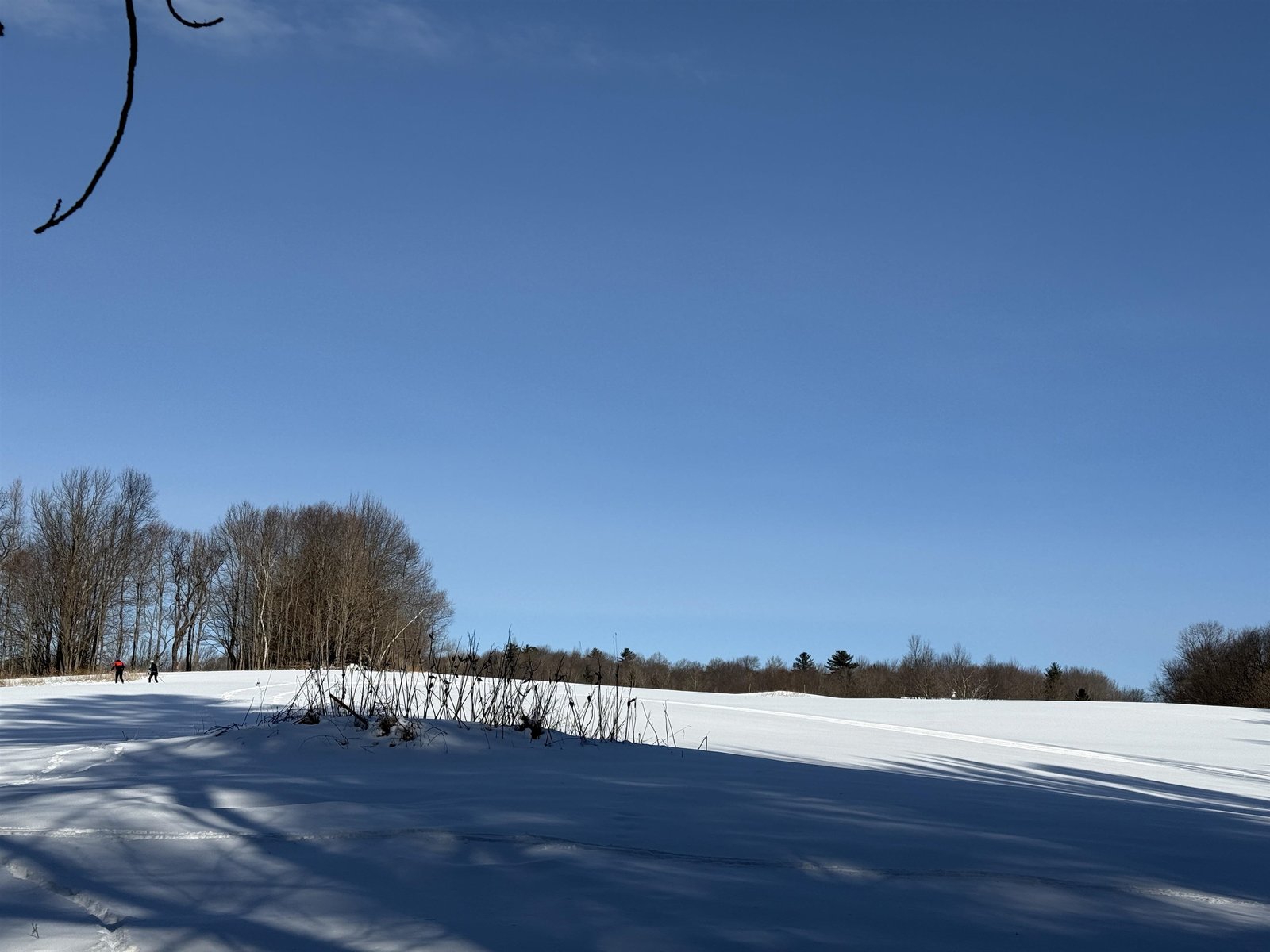 LOTS OF NEIGHBORING MEADOWLAND