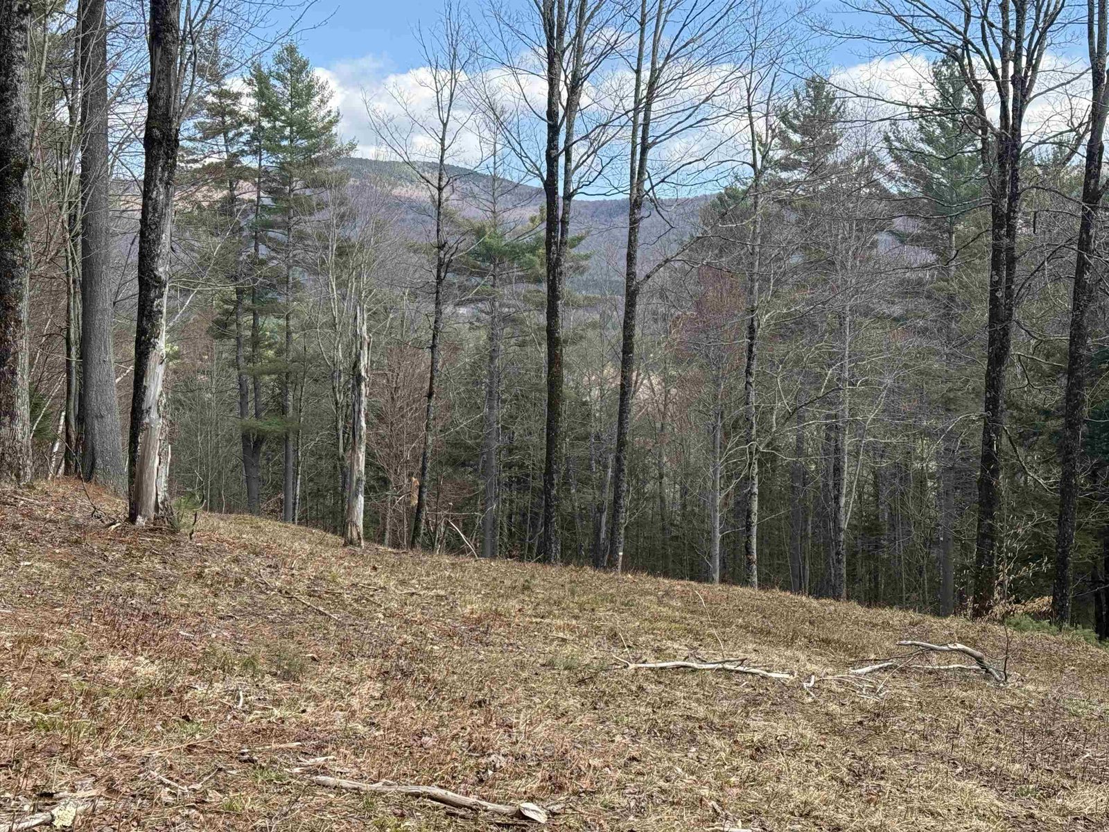 HOUSE SITE AREA LOOKING AT PRICKLEY MOUNTAIN