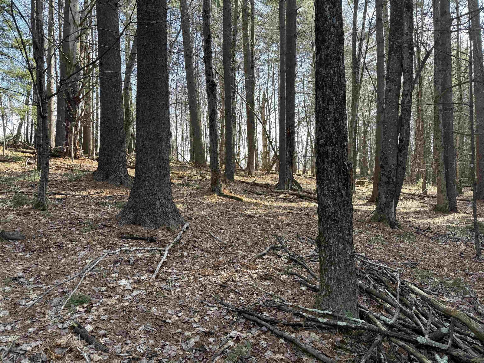 THE FOREST THROUGH THE TREES