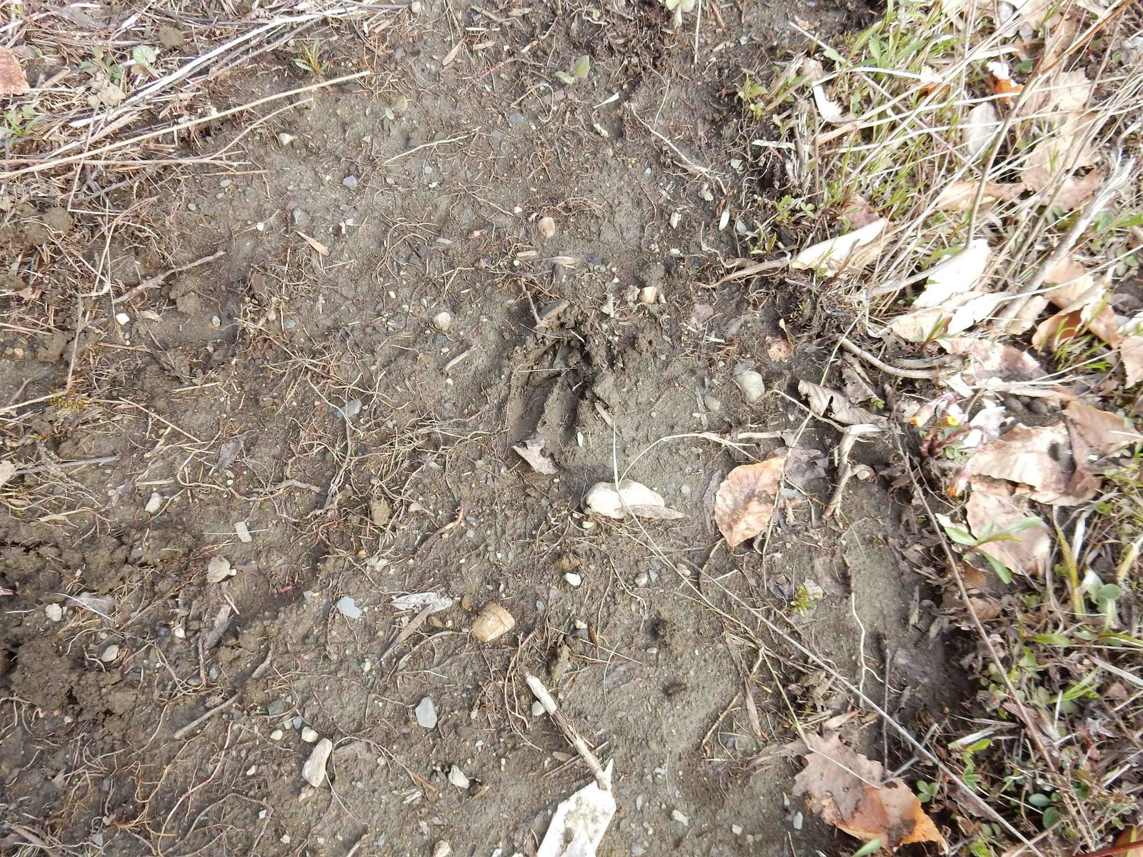 deer print