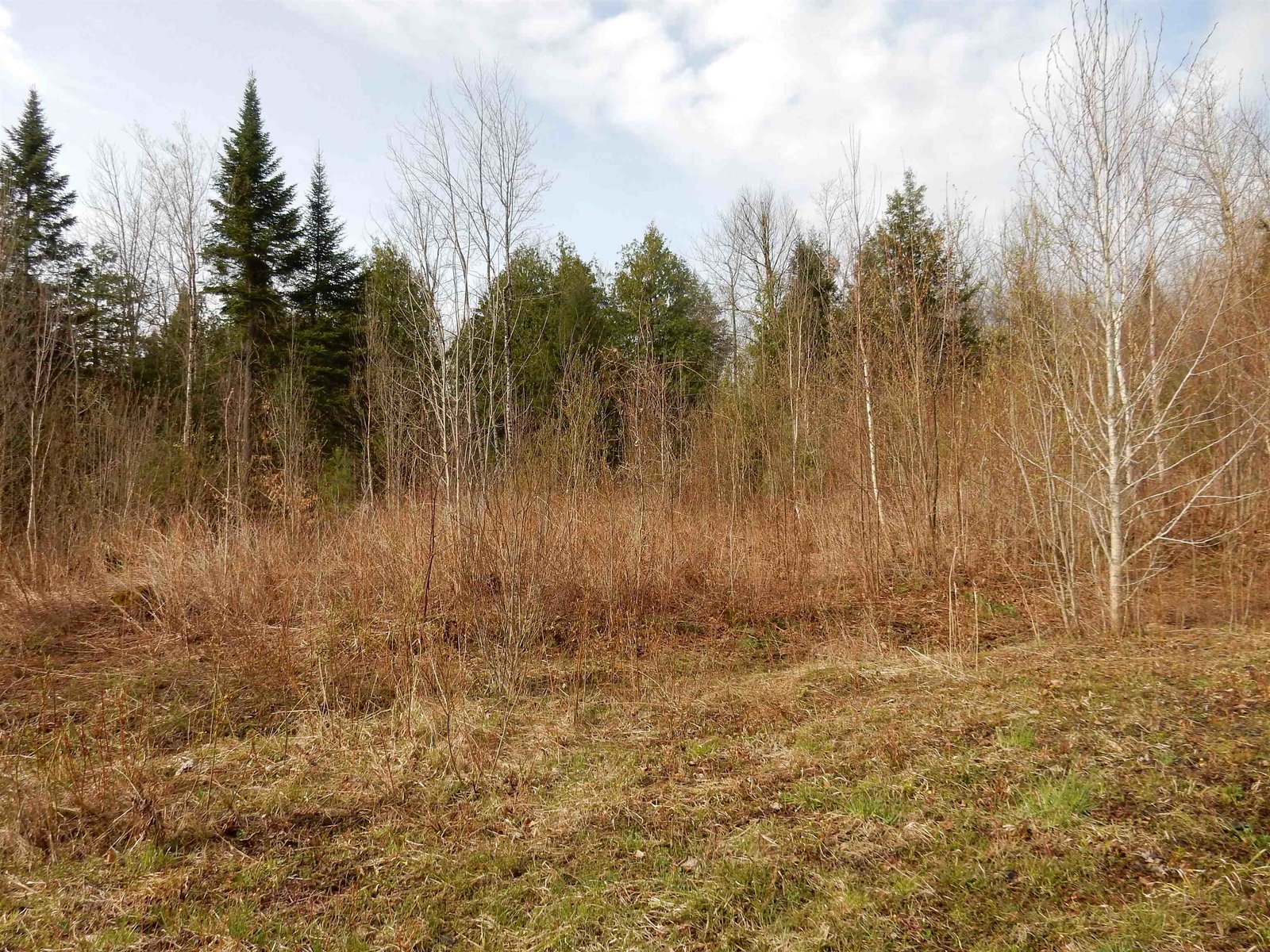 some wooded area