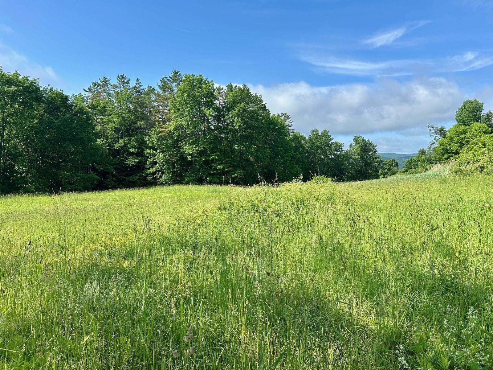 Dairy Hill Side