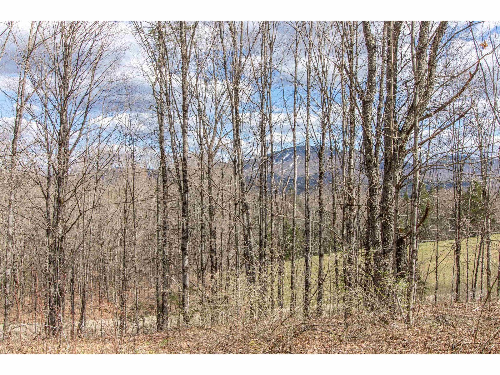 Trees along the road could easily be cut to improve the view