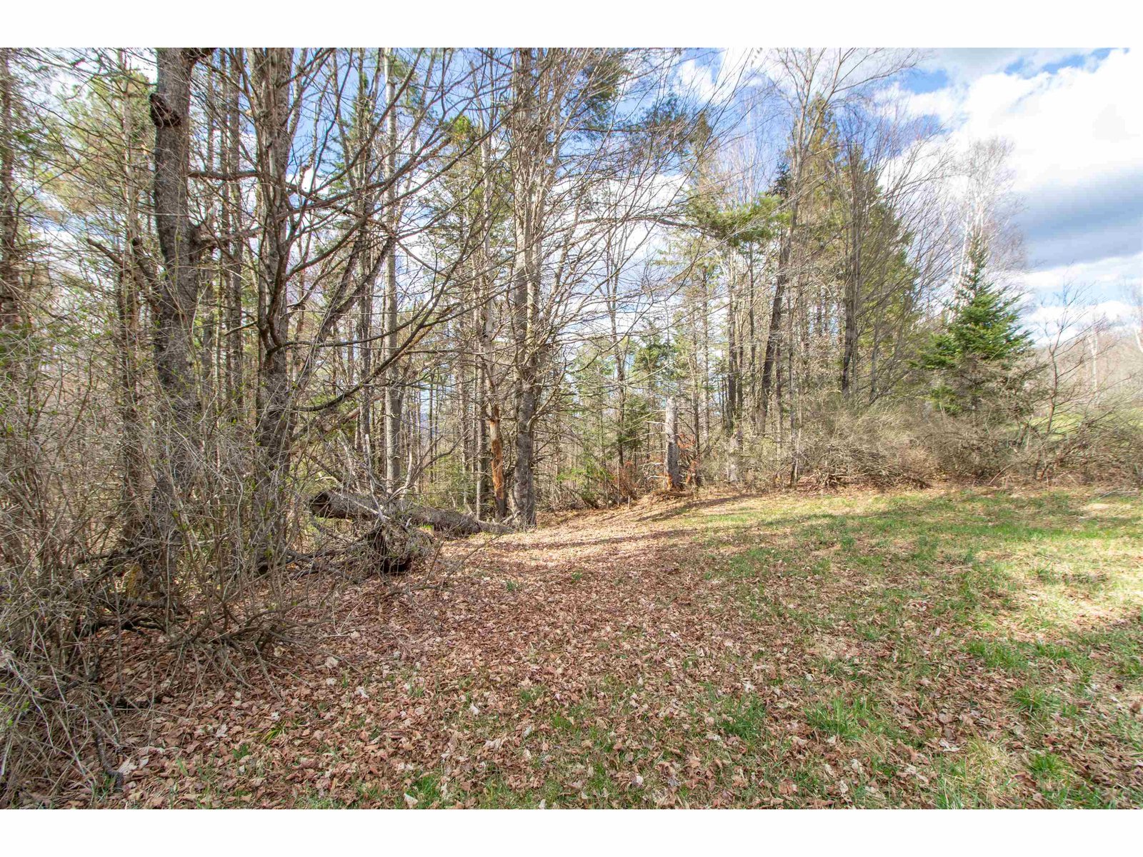 great trail into the woods to the back of the property