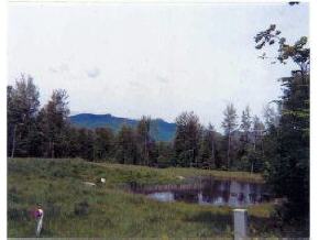00 Grey Birch Road