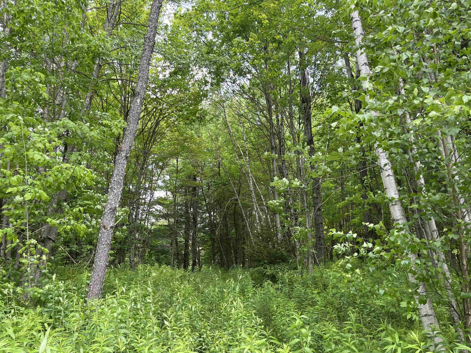 00 Guyette Road