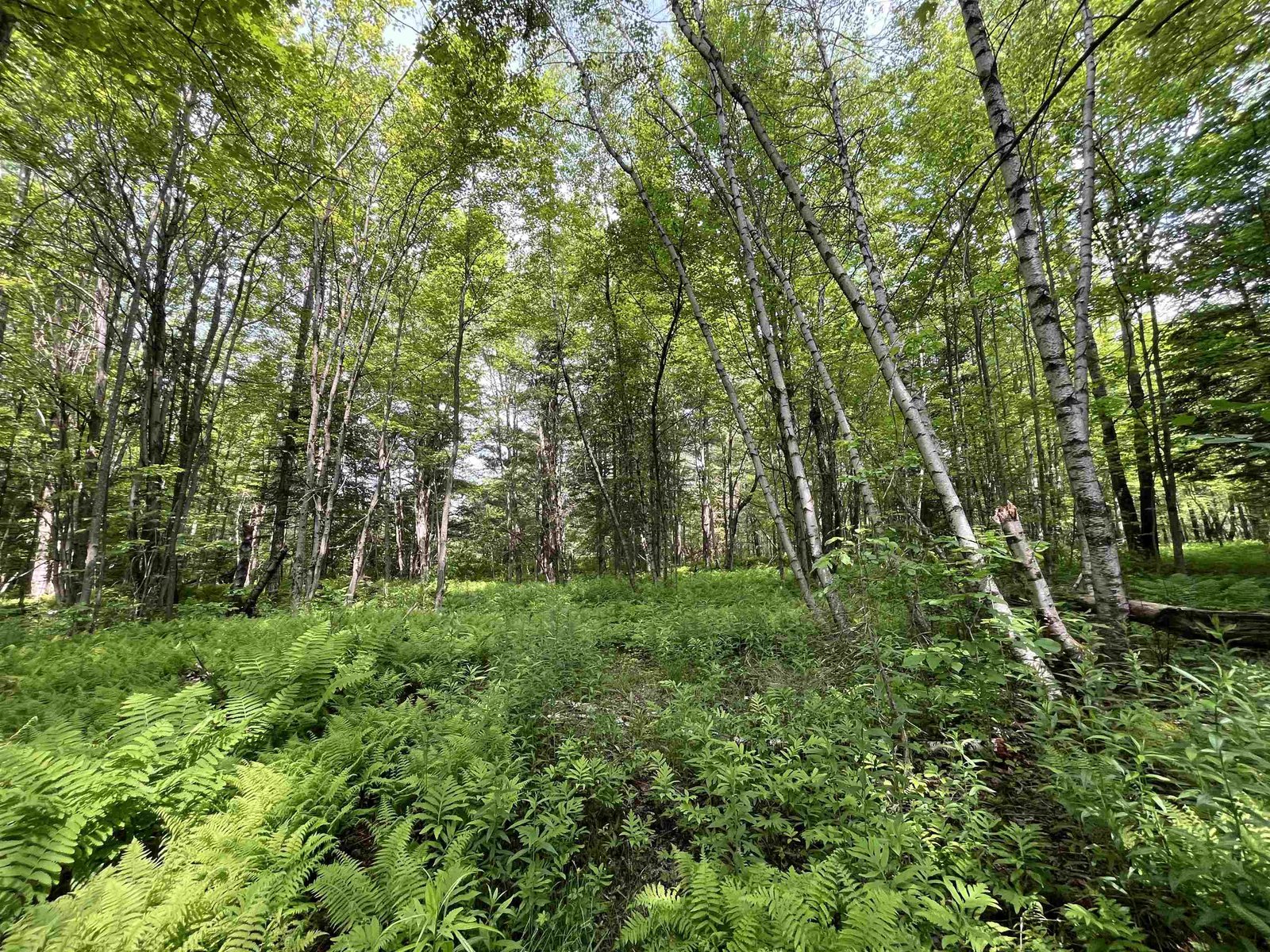 00 Guyette Road