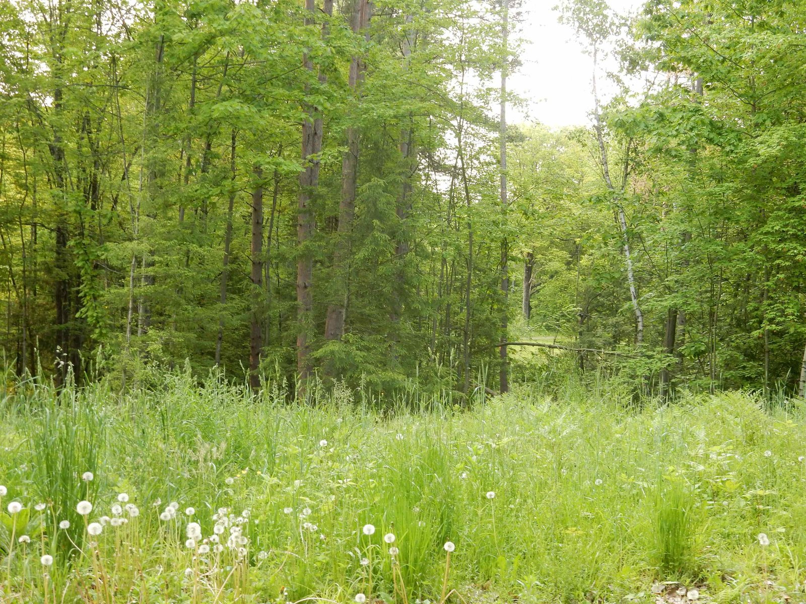 open and wooded