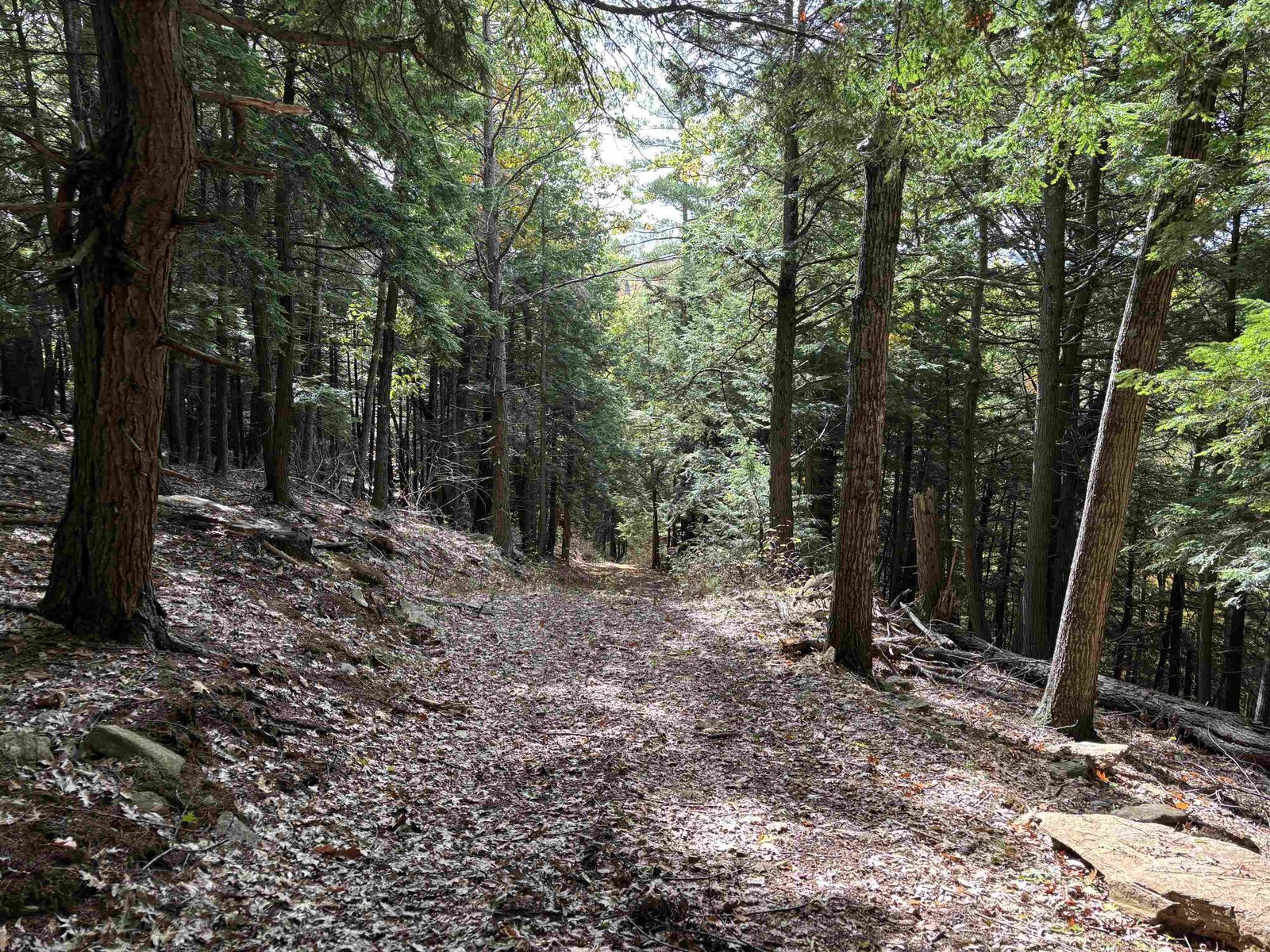 Entrance to Logging road