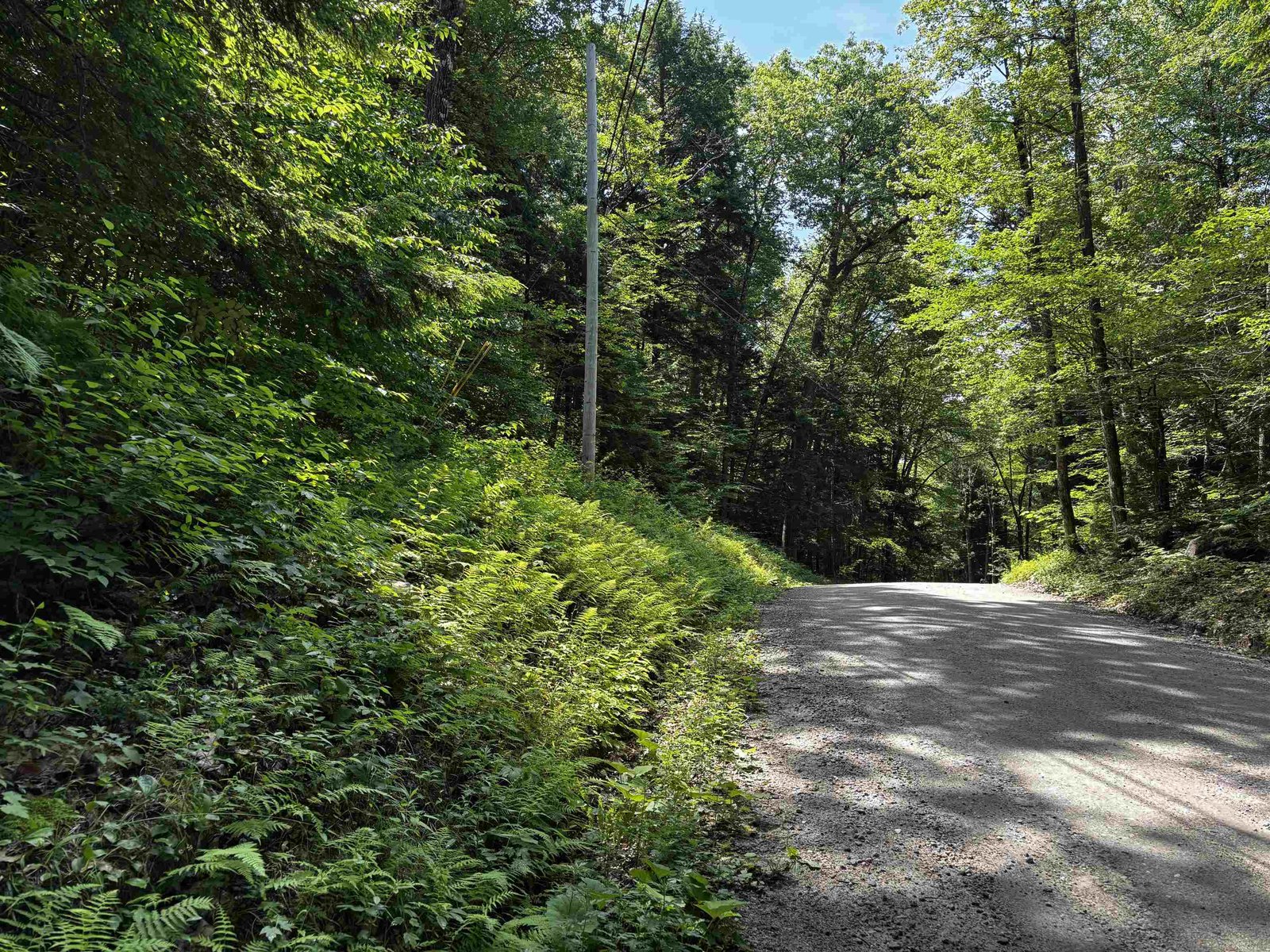 Upper Logging Road