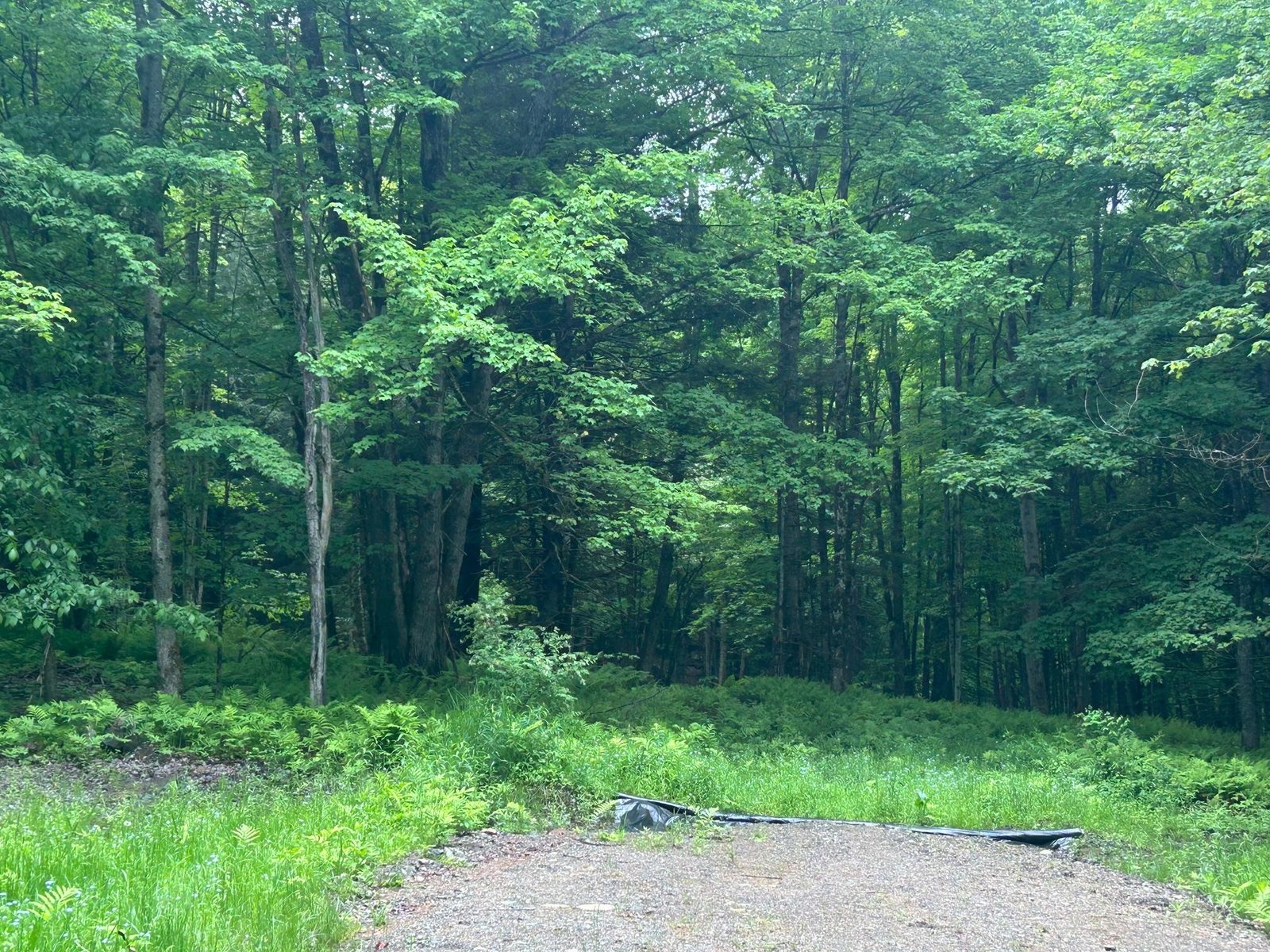 Cleared area for home