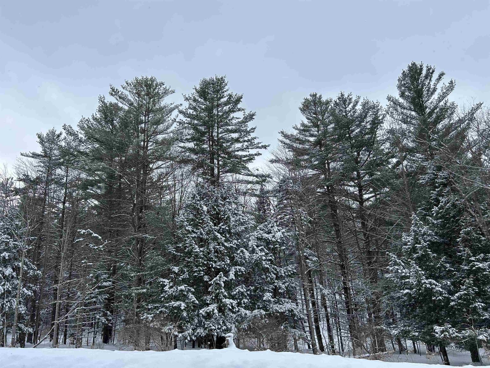 Tall timbers ready to be your new home!