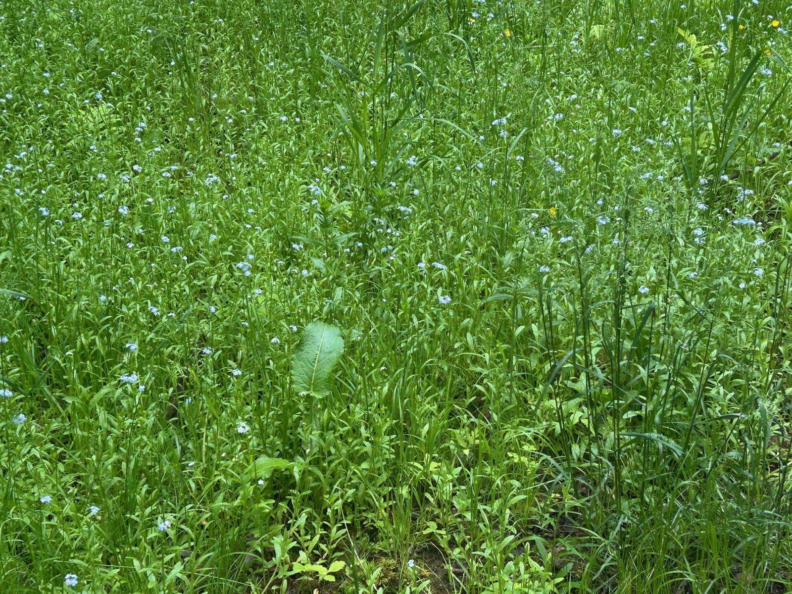 Beautiful wild flowers