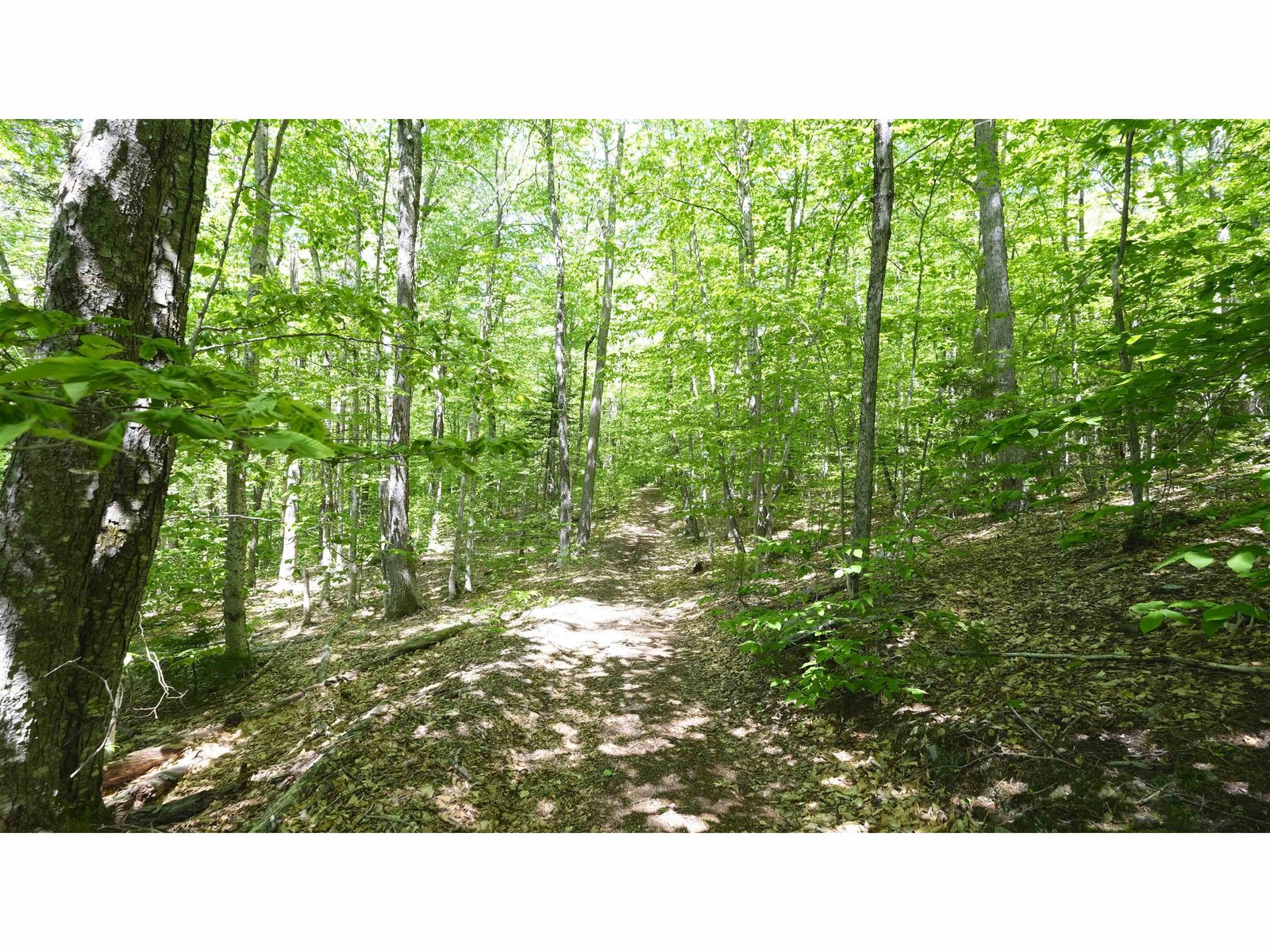 Forrest trails everywhere