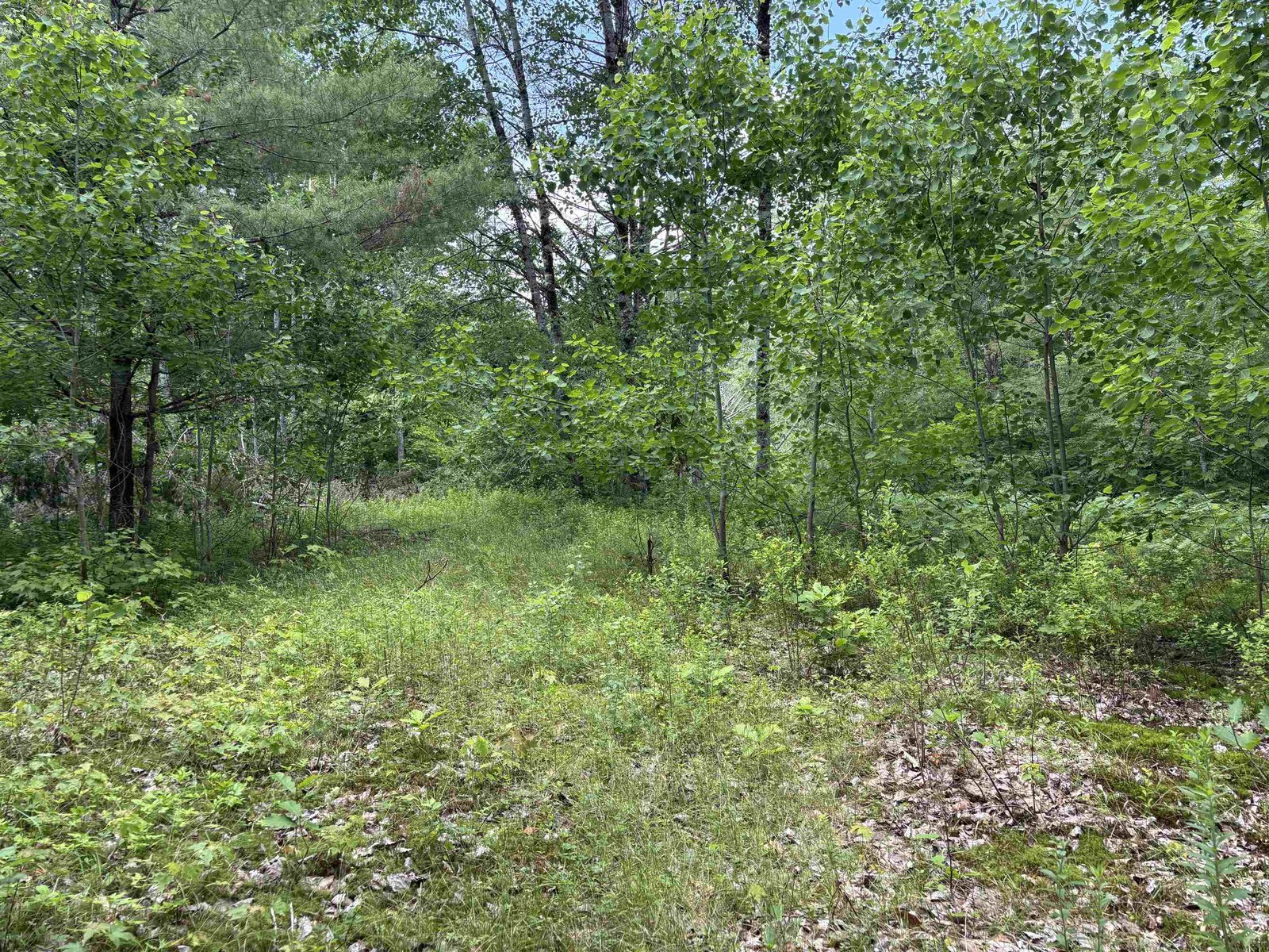 Third Meadow