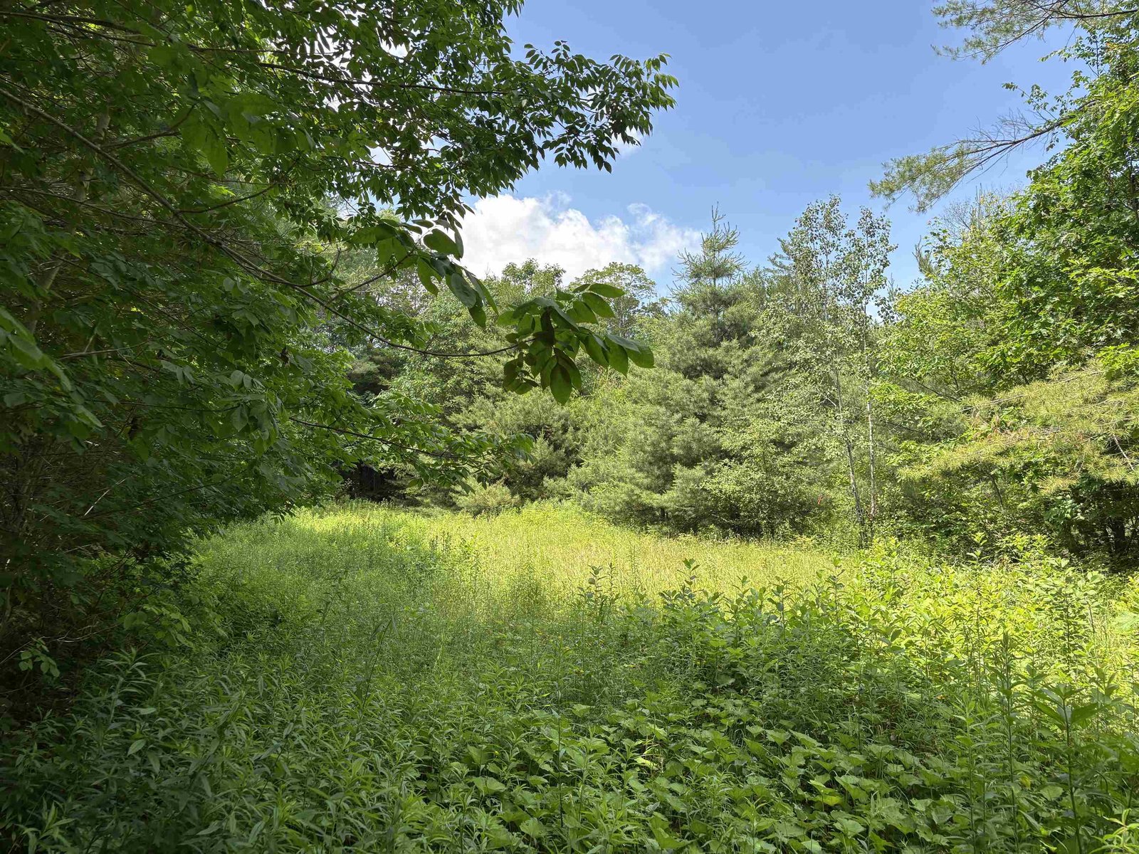 Old Stone Culvert