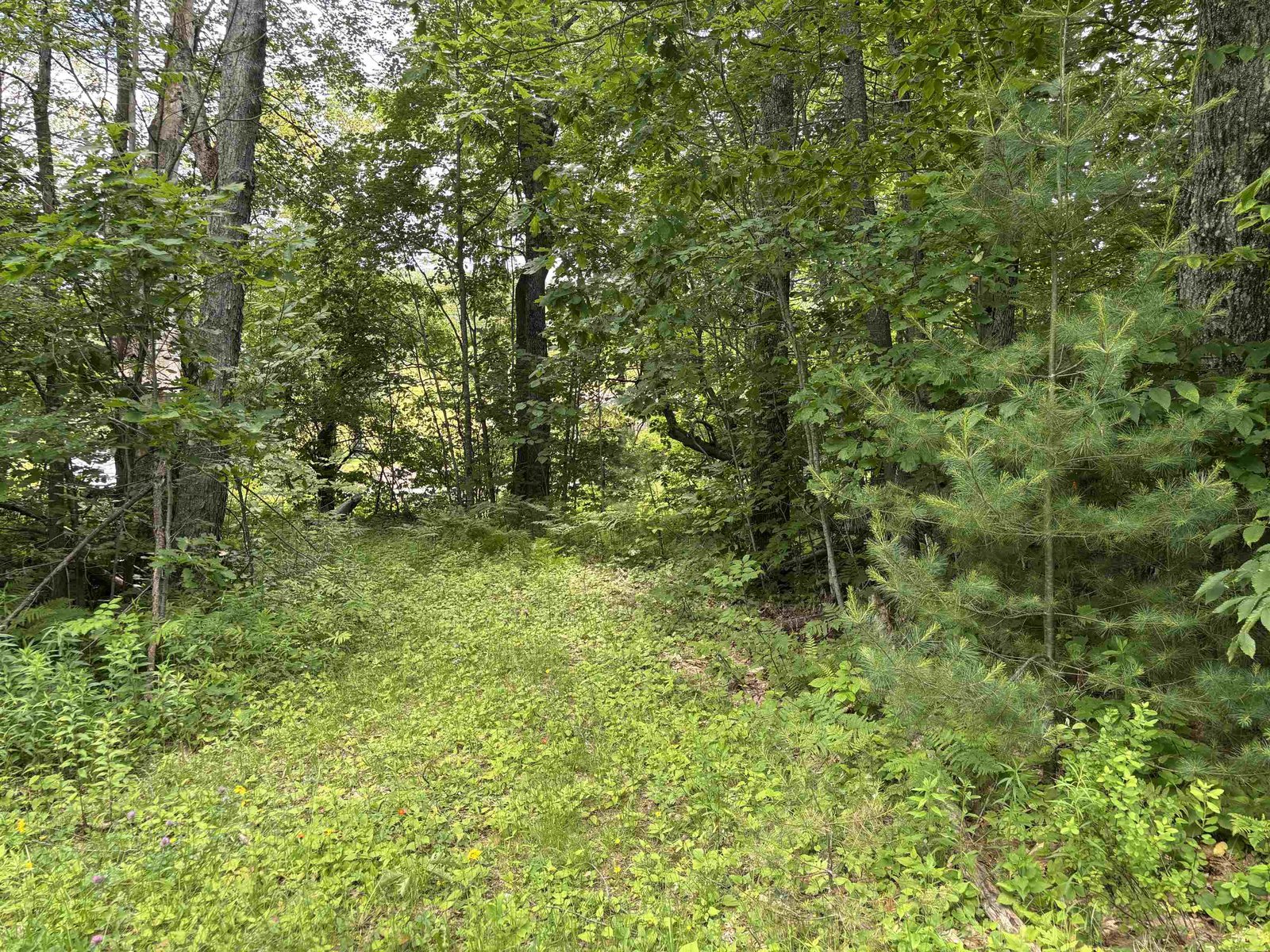 Second Meadow