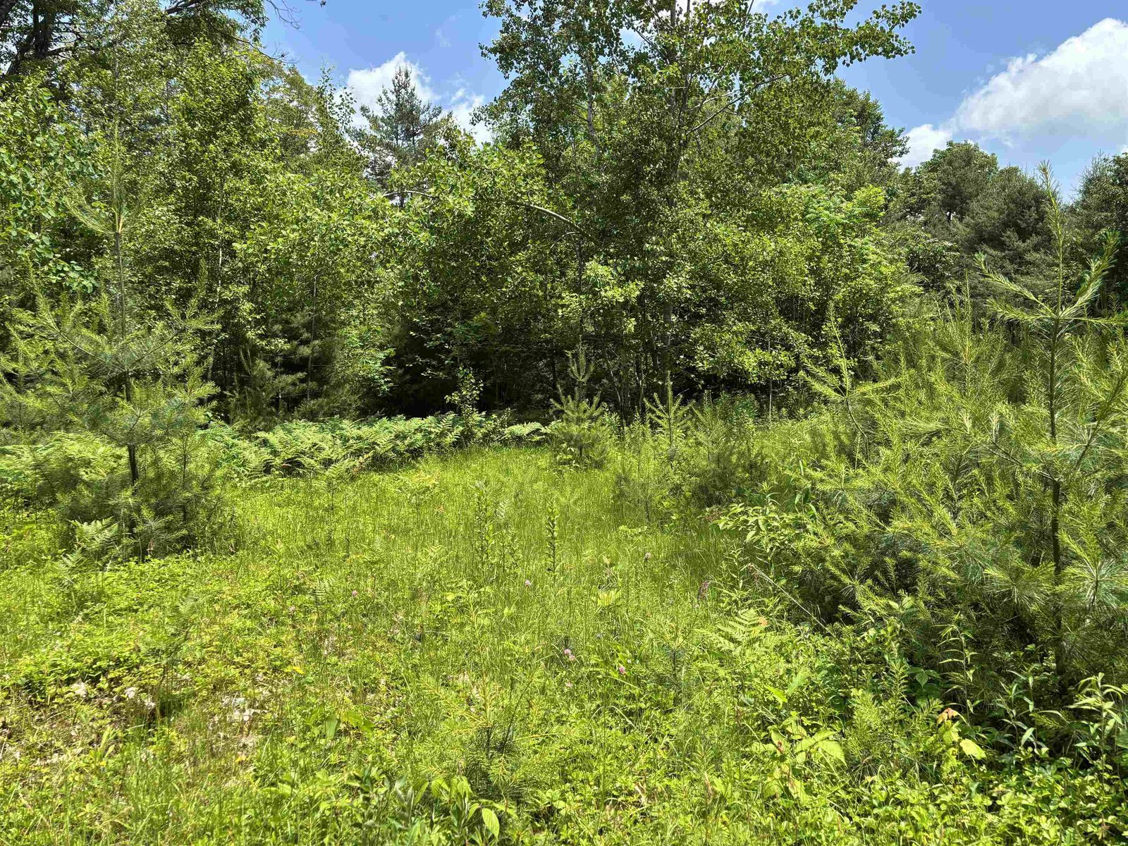 One of three meadows