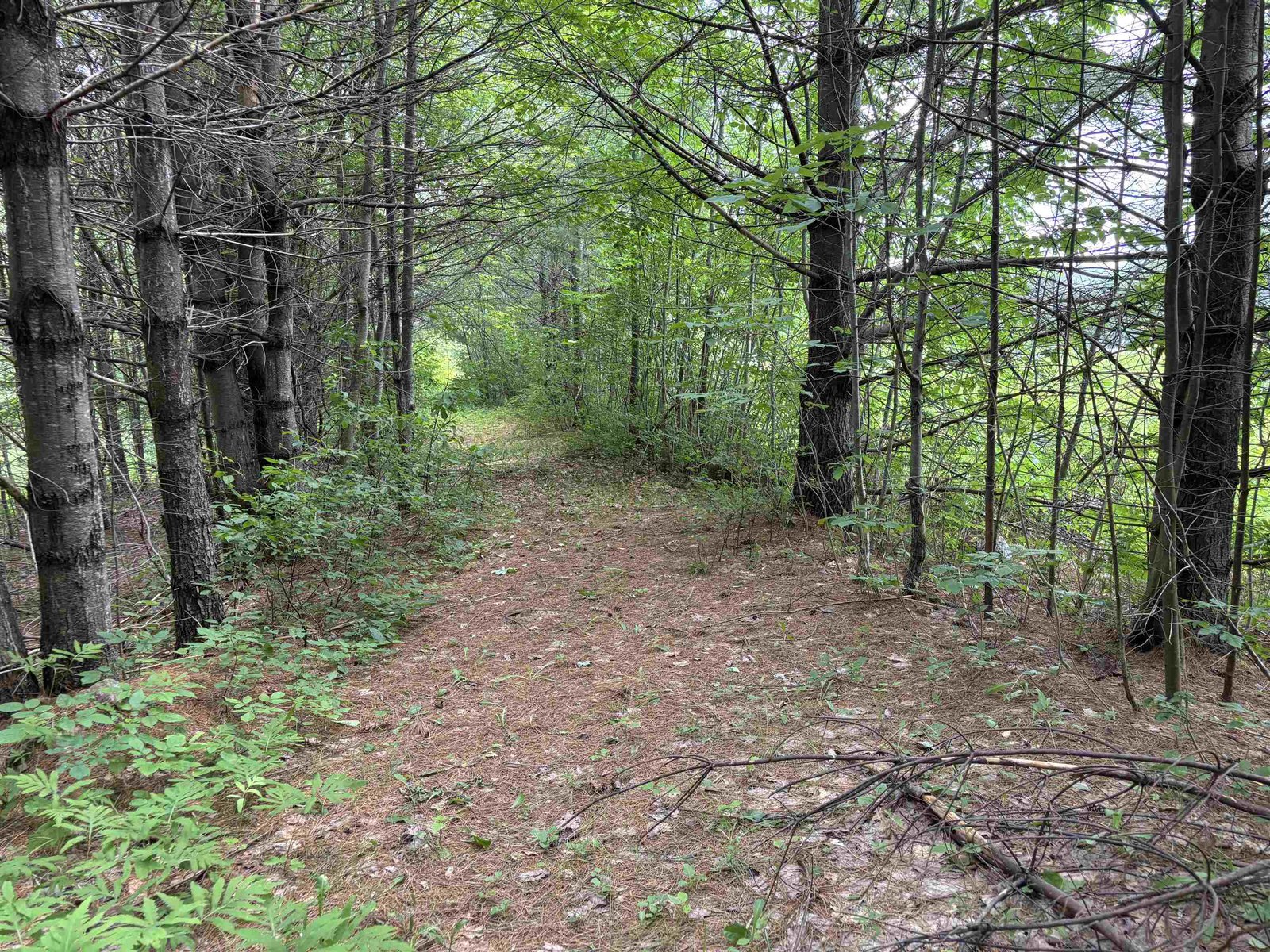 A pathway runs the length of the property