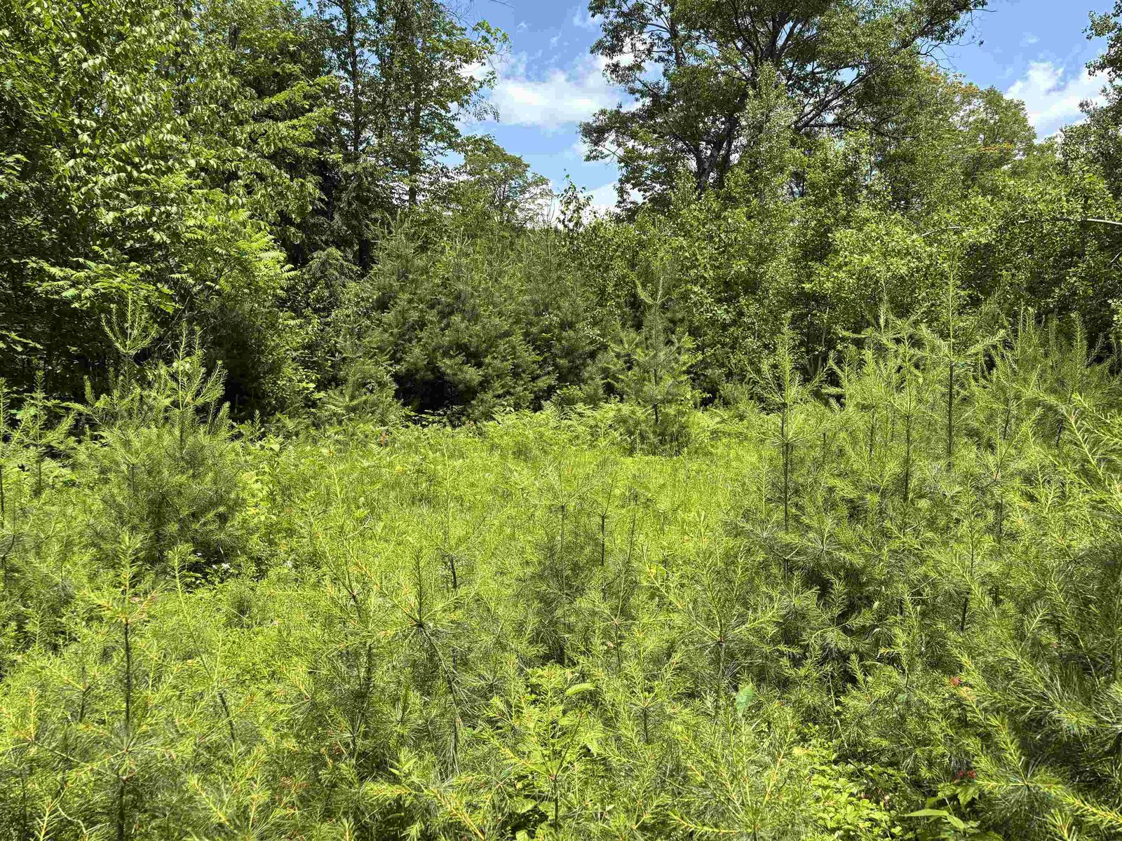 First Meadow