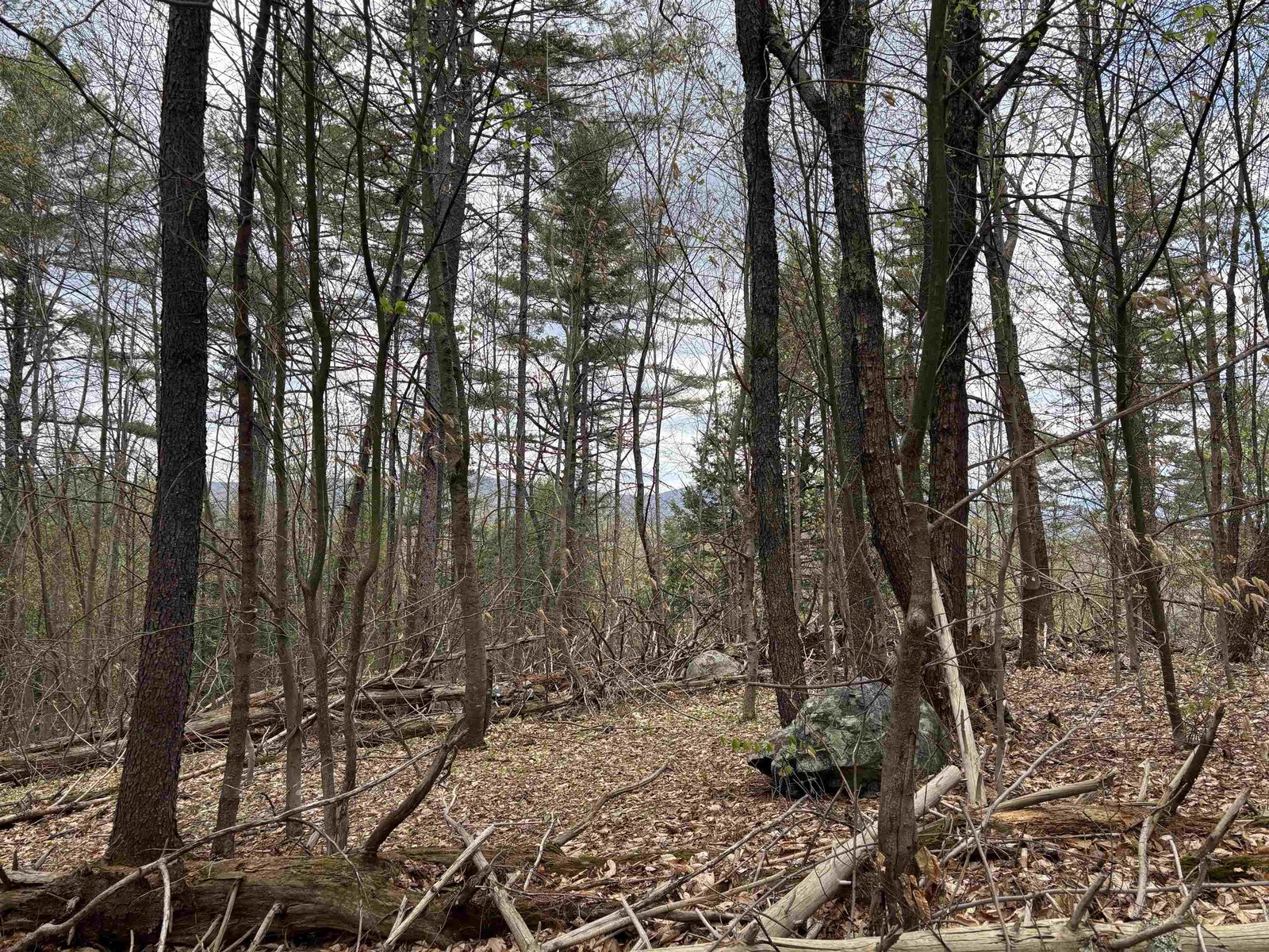 Views with Clearing