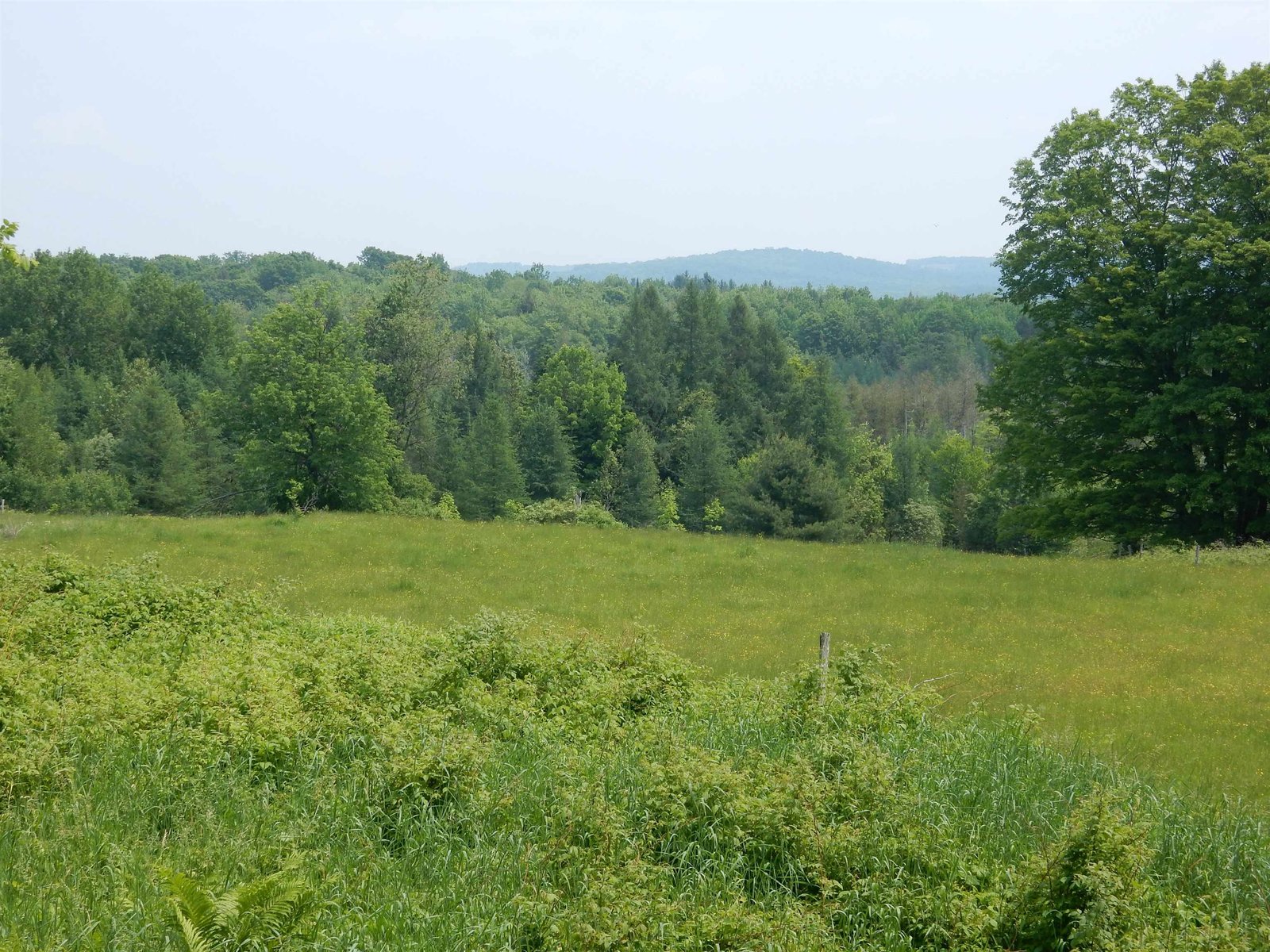 plush field