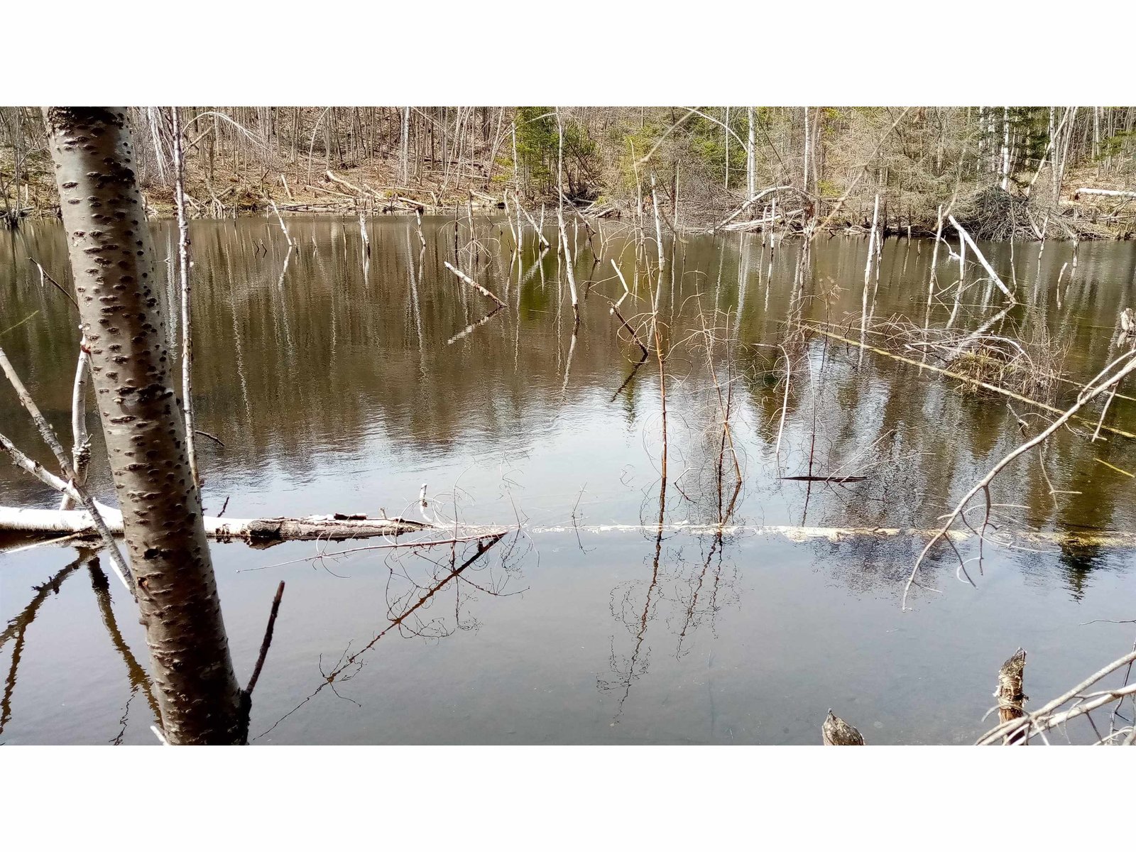 beaver pond near Allard property