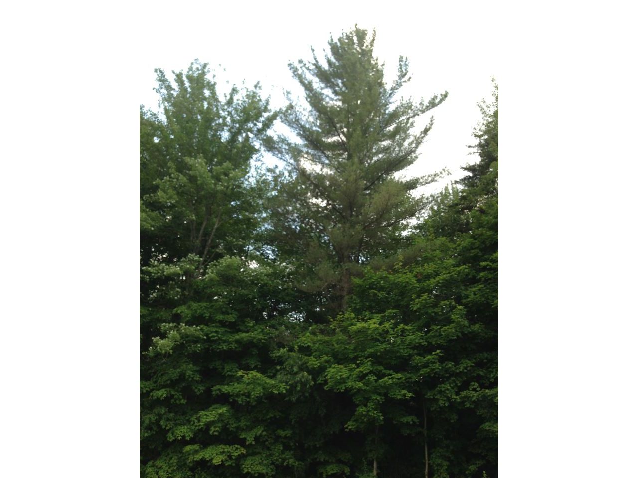 000 Elmore Pond Road