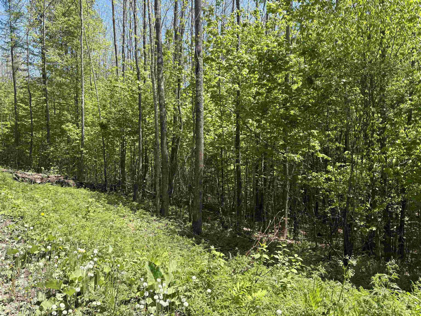 0000 Bear Hill Road