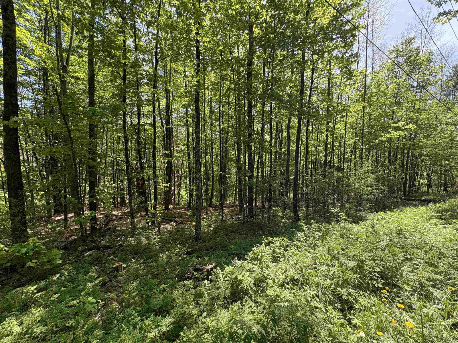 0000 Bear Hill Road
