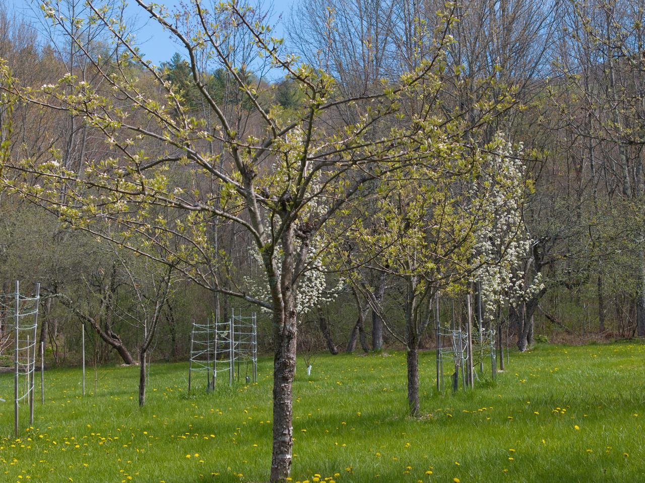 Antique Orchard