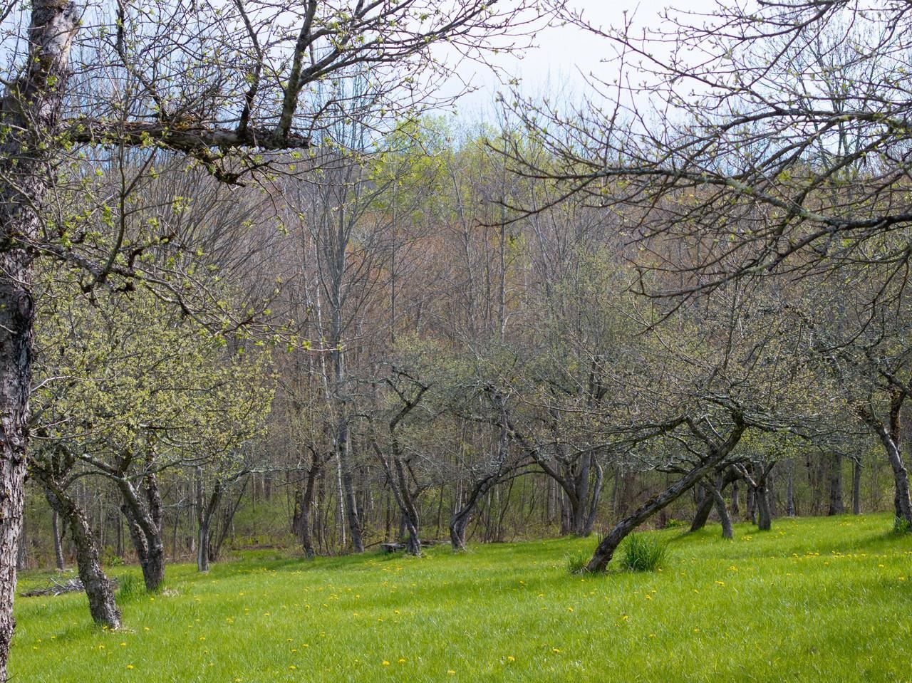 Large Apple Orchard