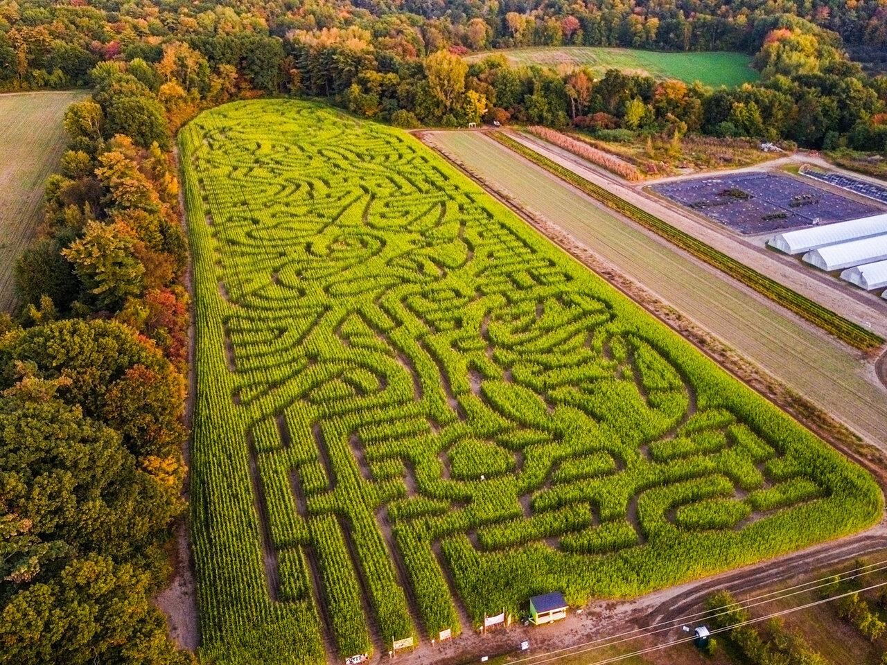 With Corn Maze in Fall