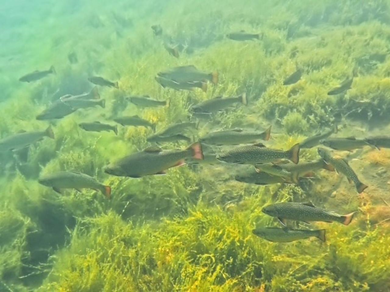 Stocked with Trout!