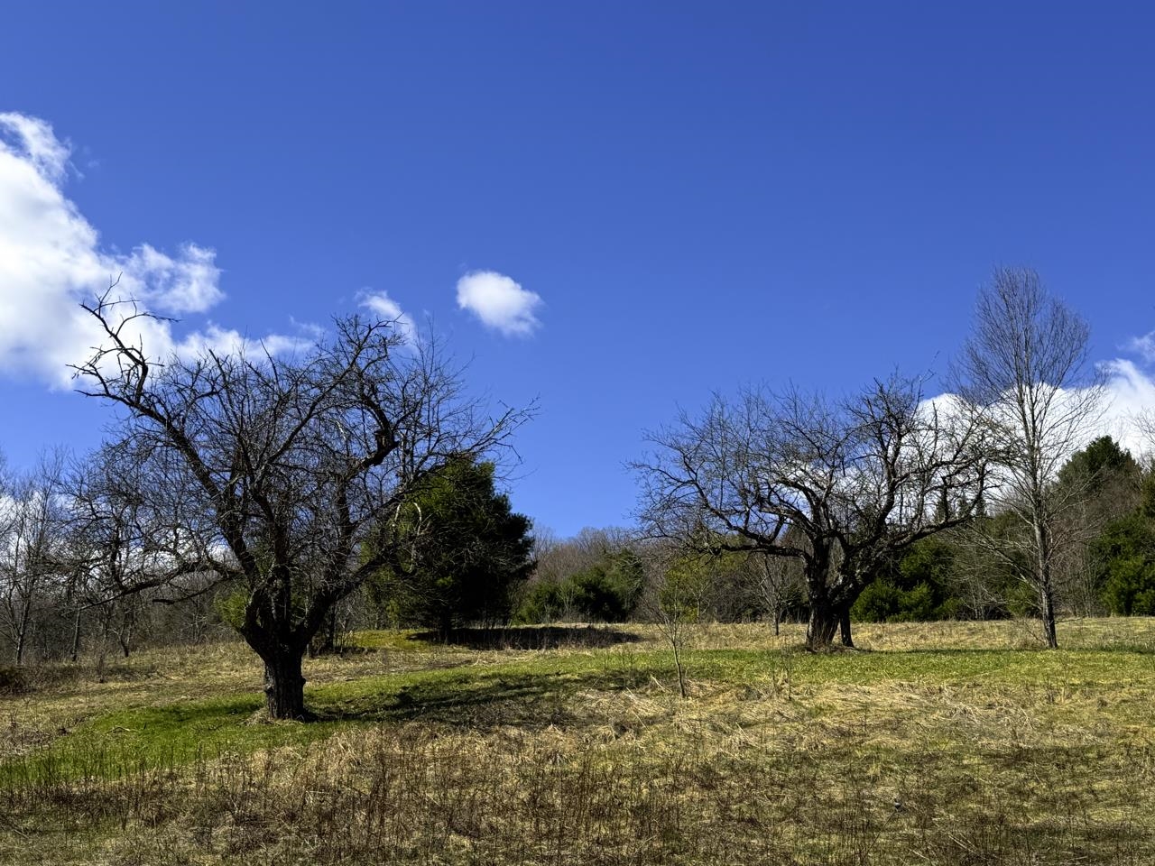 Legacy Apple Trees