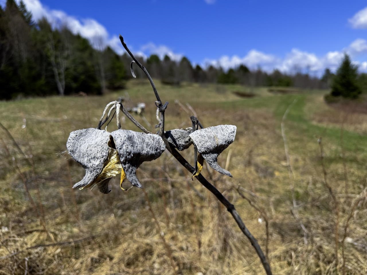 Milkweed
