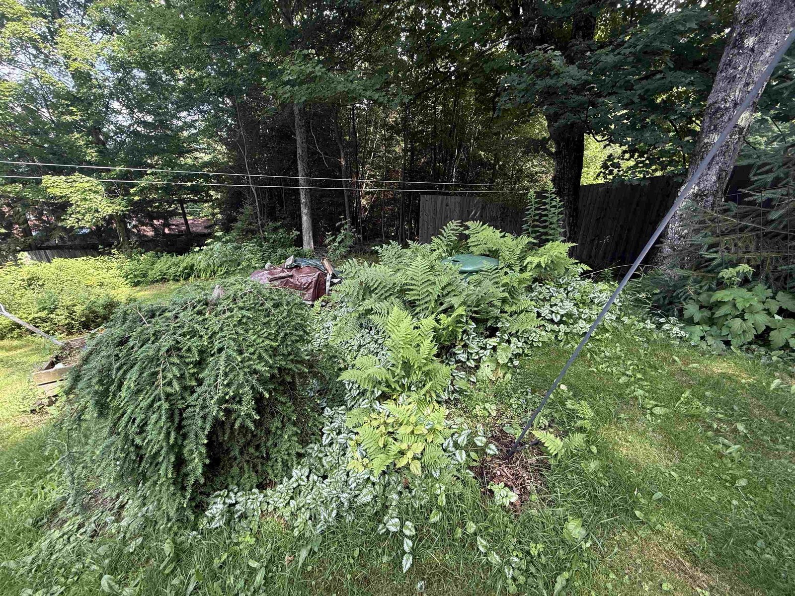 Plantings and propane tank