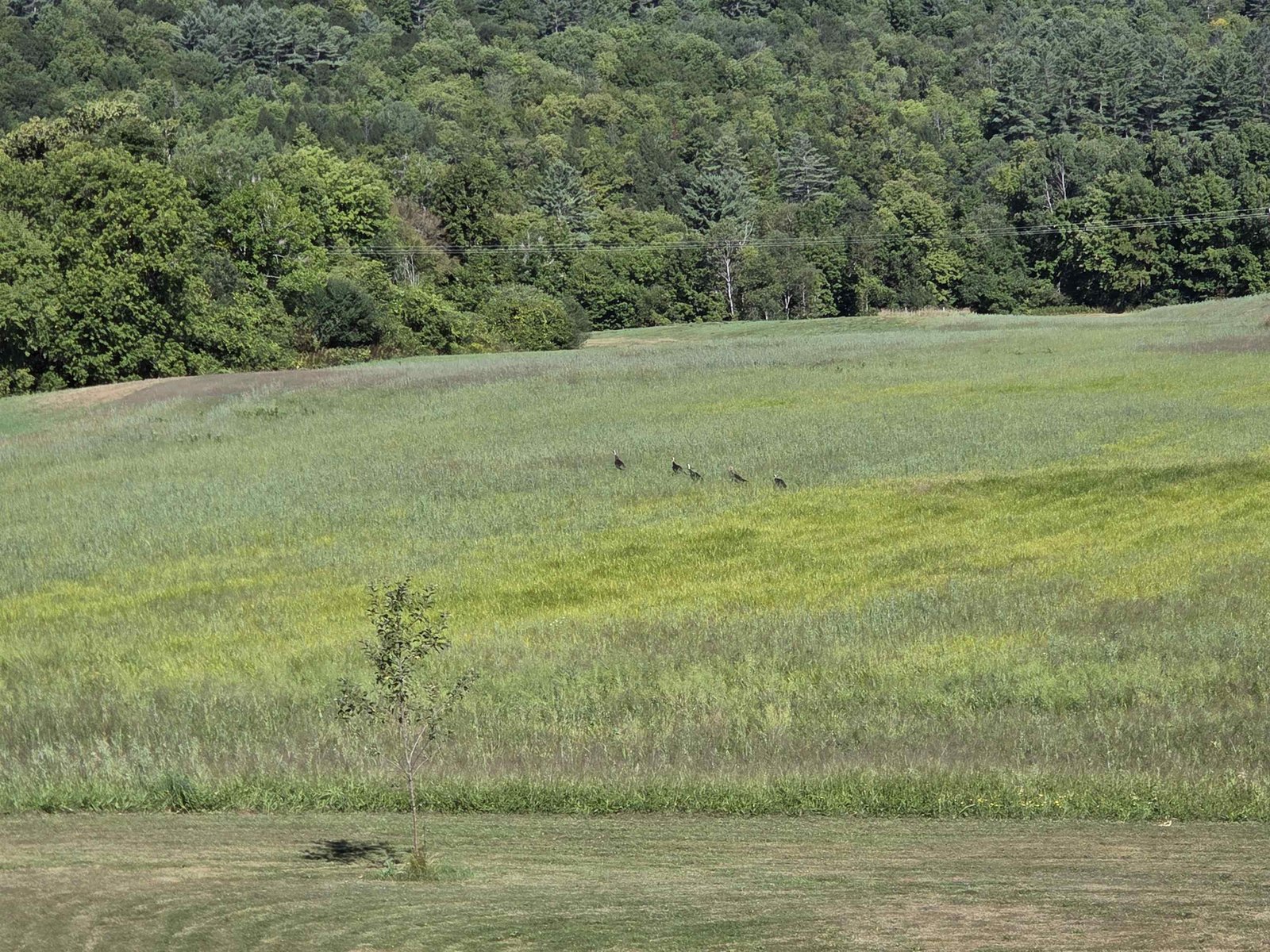 Turkeys!