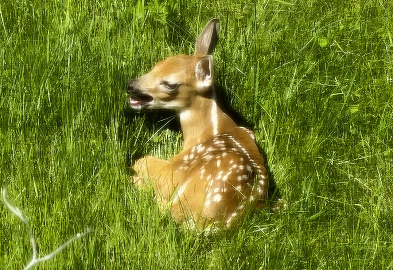Fawn Sunning in the Grass Just Below the Deck