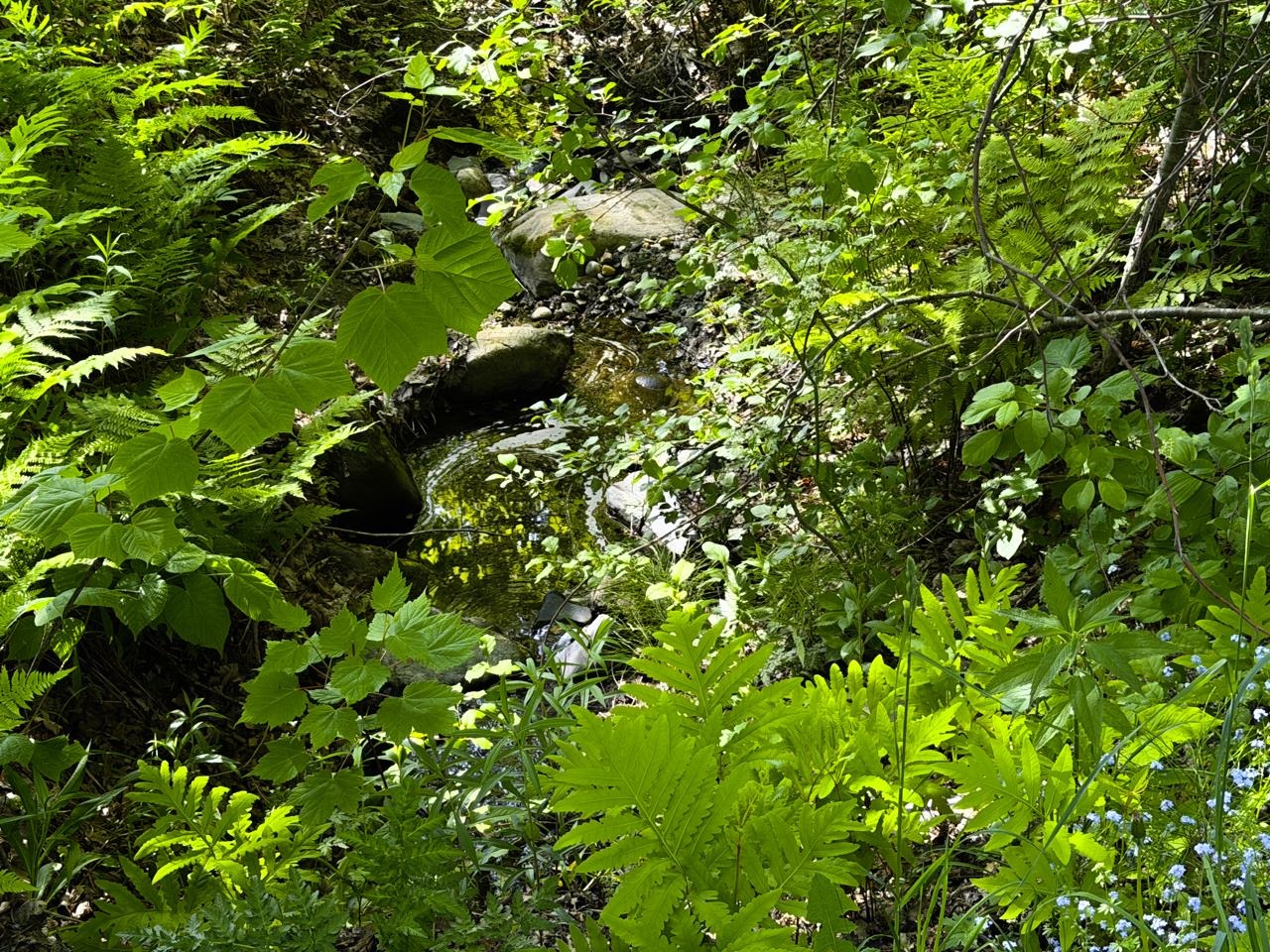 Stream Crosses NE corner