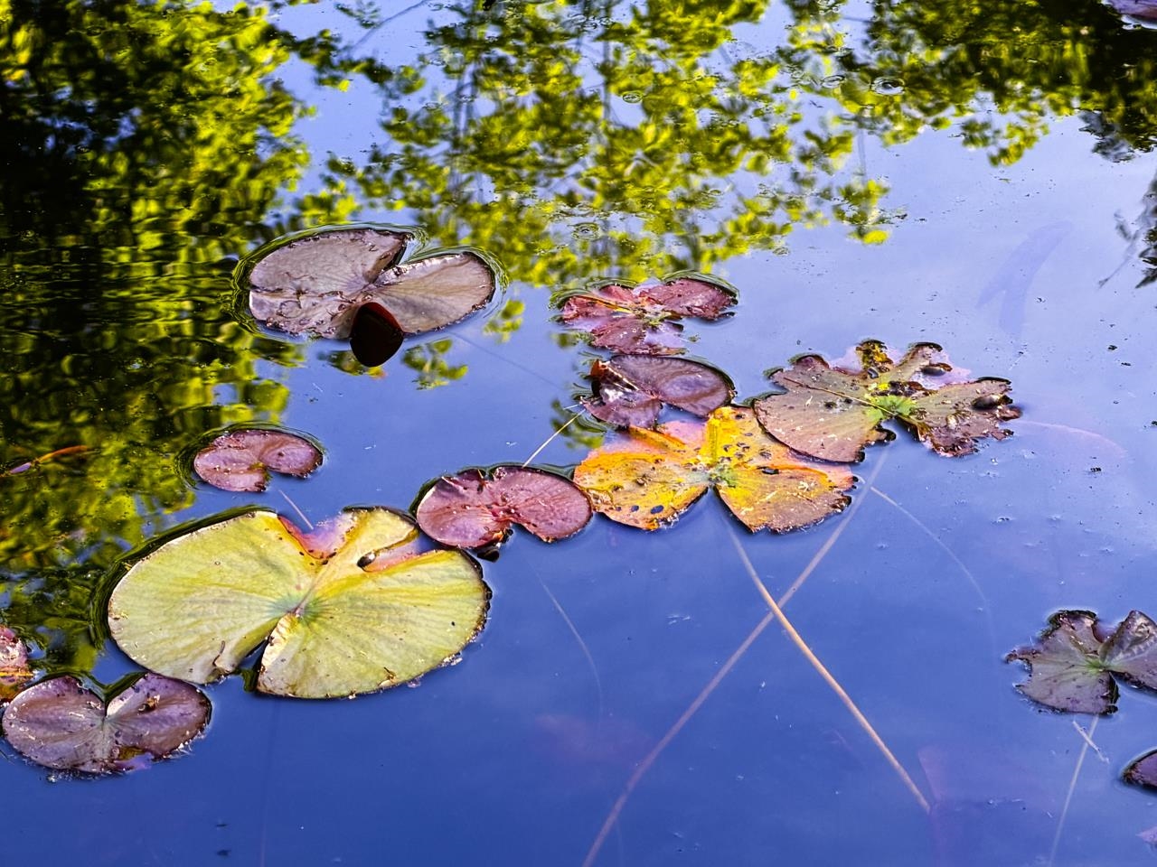 Stunning Lillies