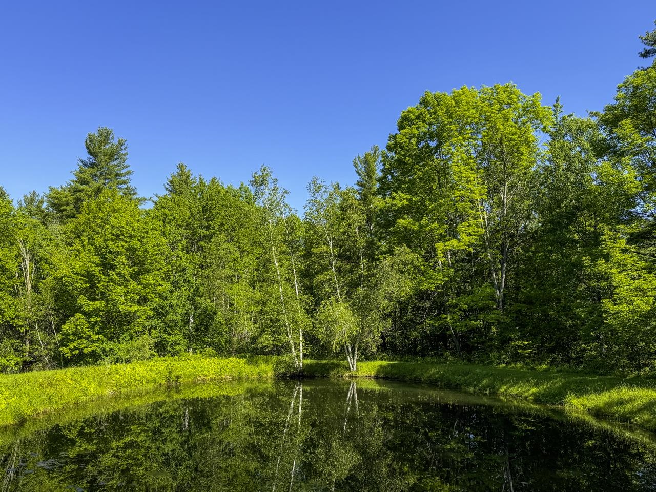 Birch Reflections