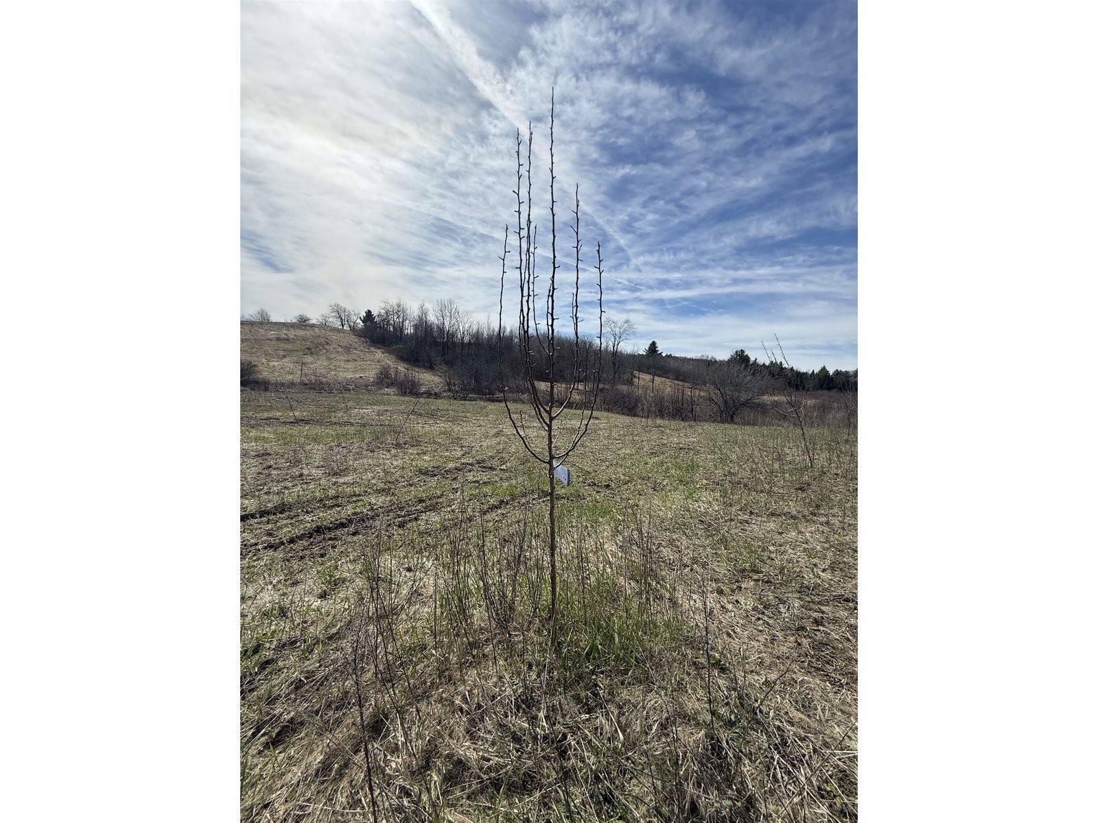 Fruit Tree Orchard