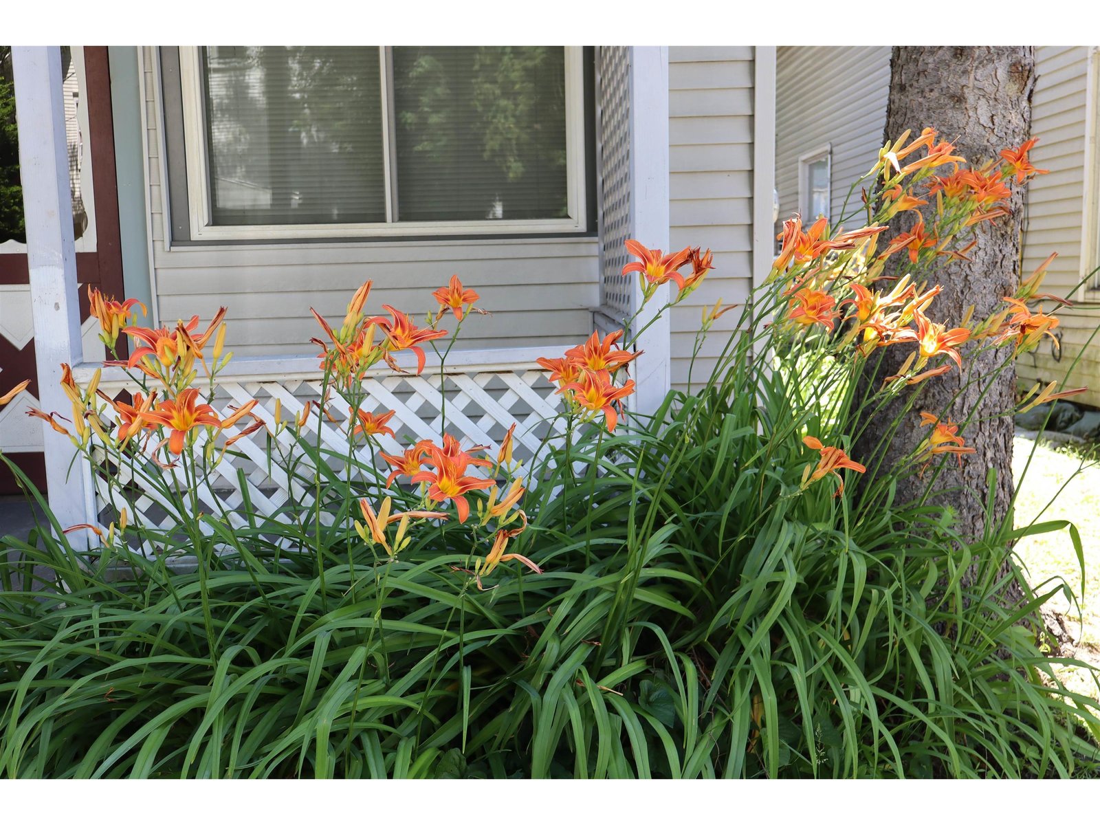 perennial flowers