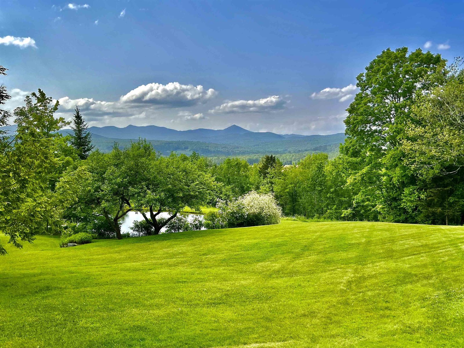 Backyard 1